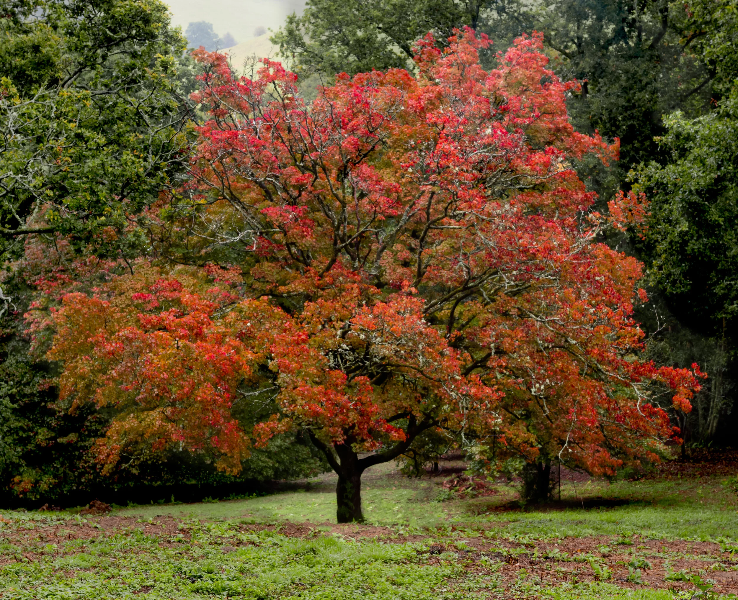 Autumn Colour 2, Winkworth. 
(Copyright 2021 © peterclaphamphotography)