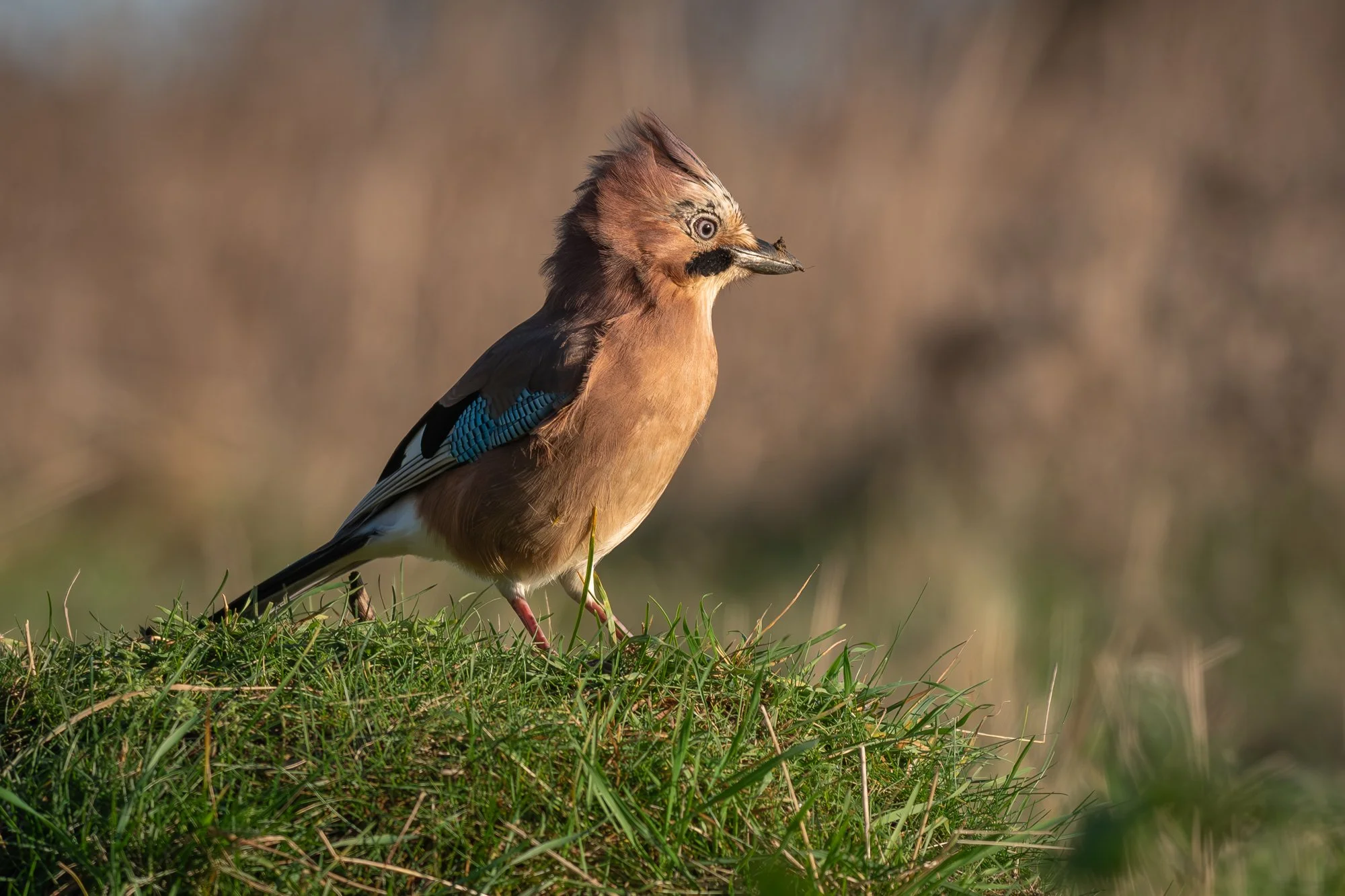 "Punk" (Copyright 2025 © peterclaphamphotography)