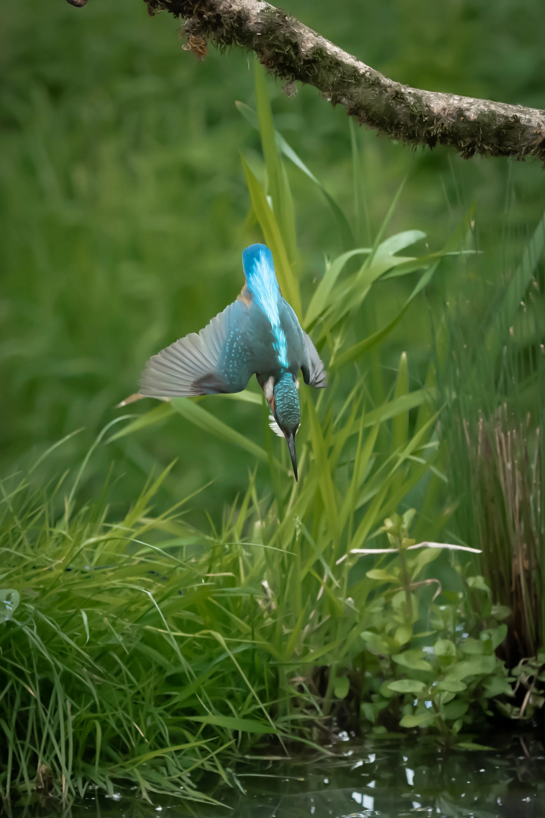 "Kingfisher in flight" (1). (Copyright 2024 © peterclaphamphotography)