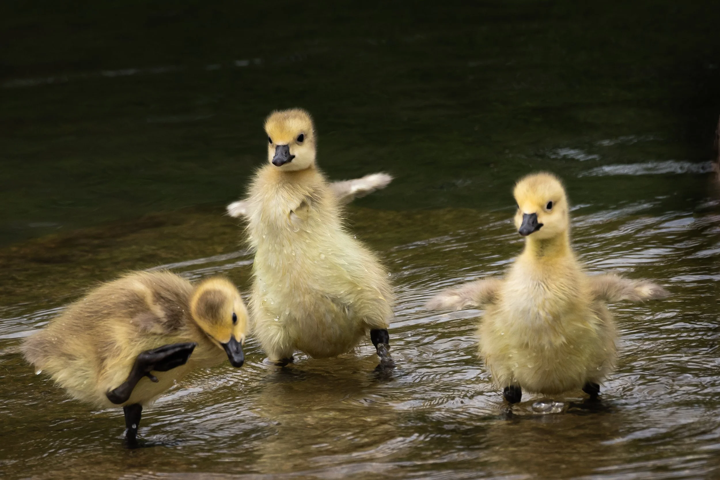 "Shake it off" 
(Copyright 2025 © peterclaphamphotography)