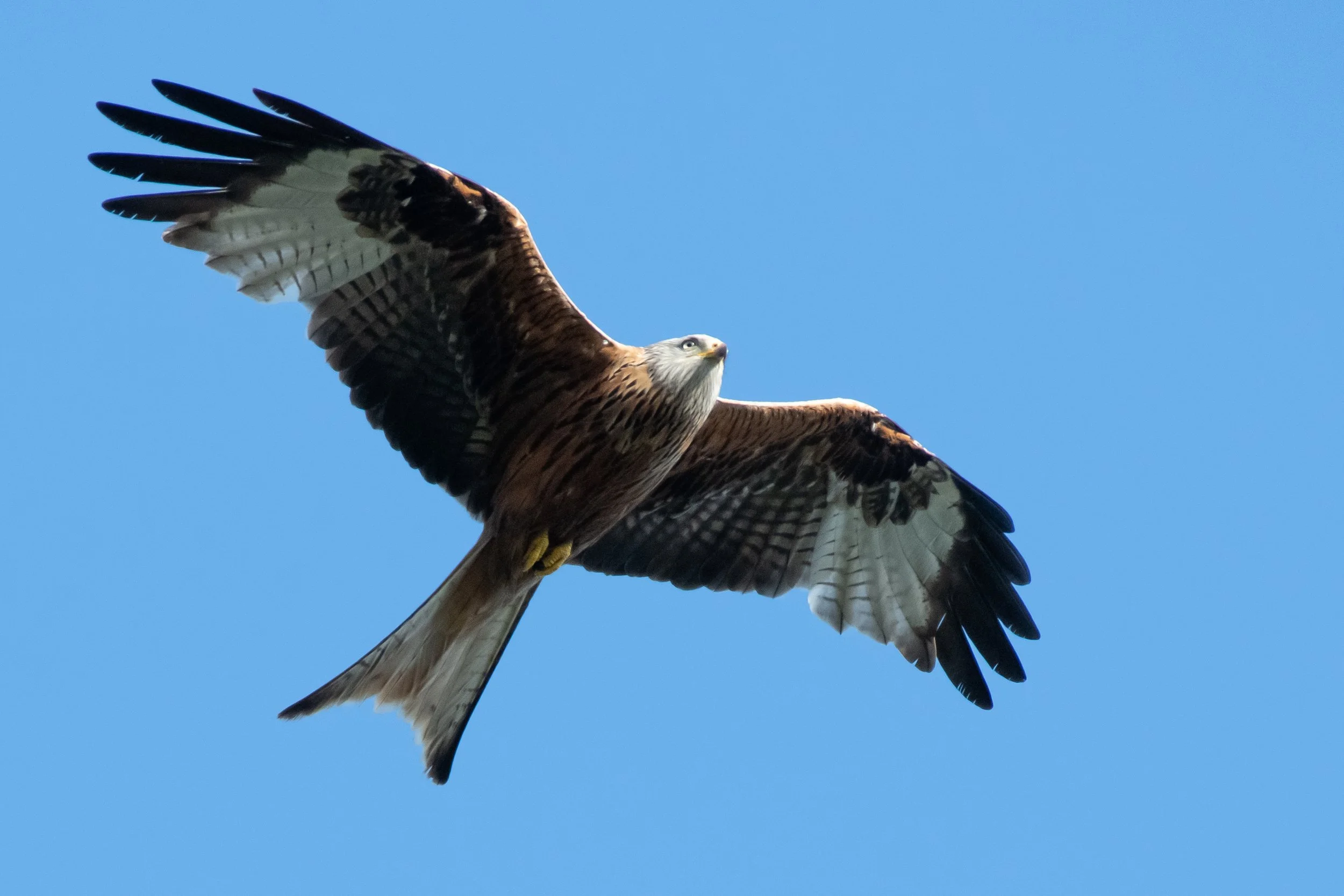 Red Kite (6) 
(Copyright 2024 © peterclaphamphotography)