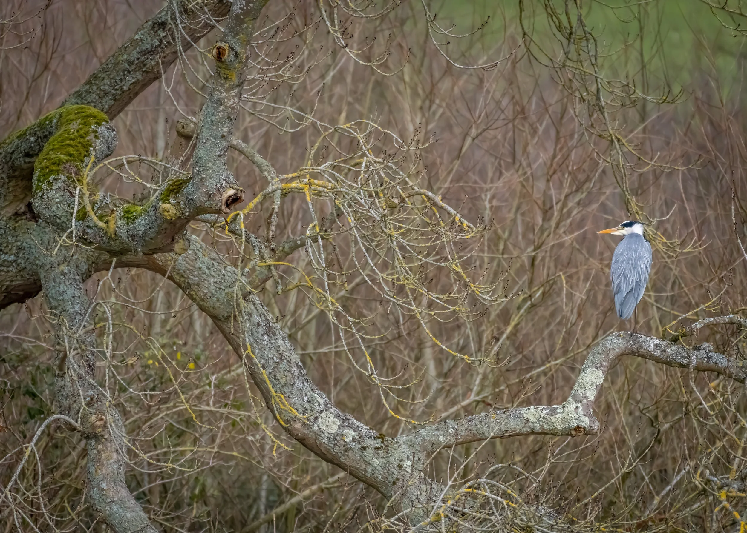 "Looking On!" Thames, Berkshire. UK. (Copyright 2024 © peterclaphamphotography)