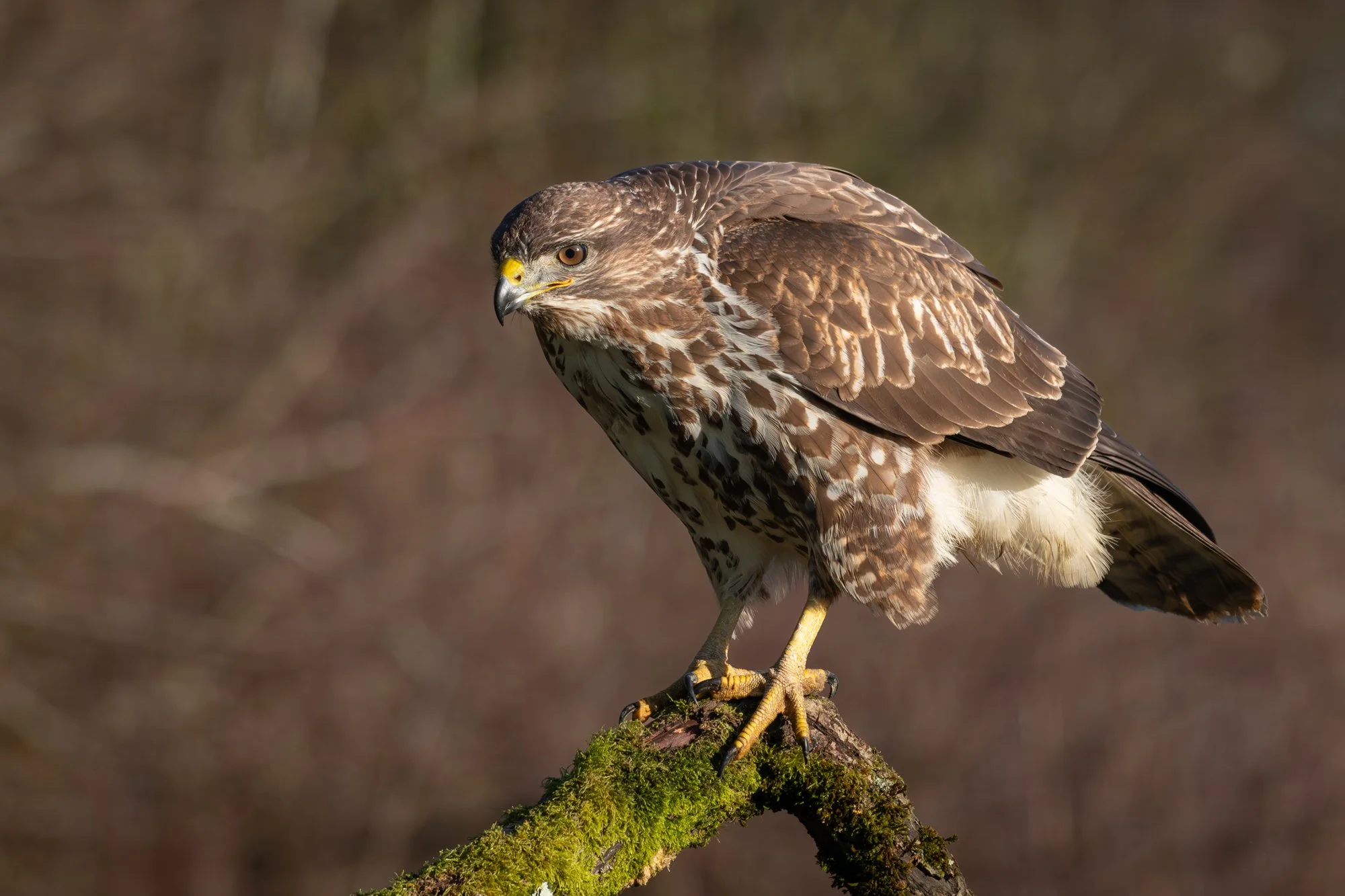 "Umm... Interesting". (Copyright 2025 © peterclaphamphotography)