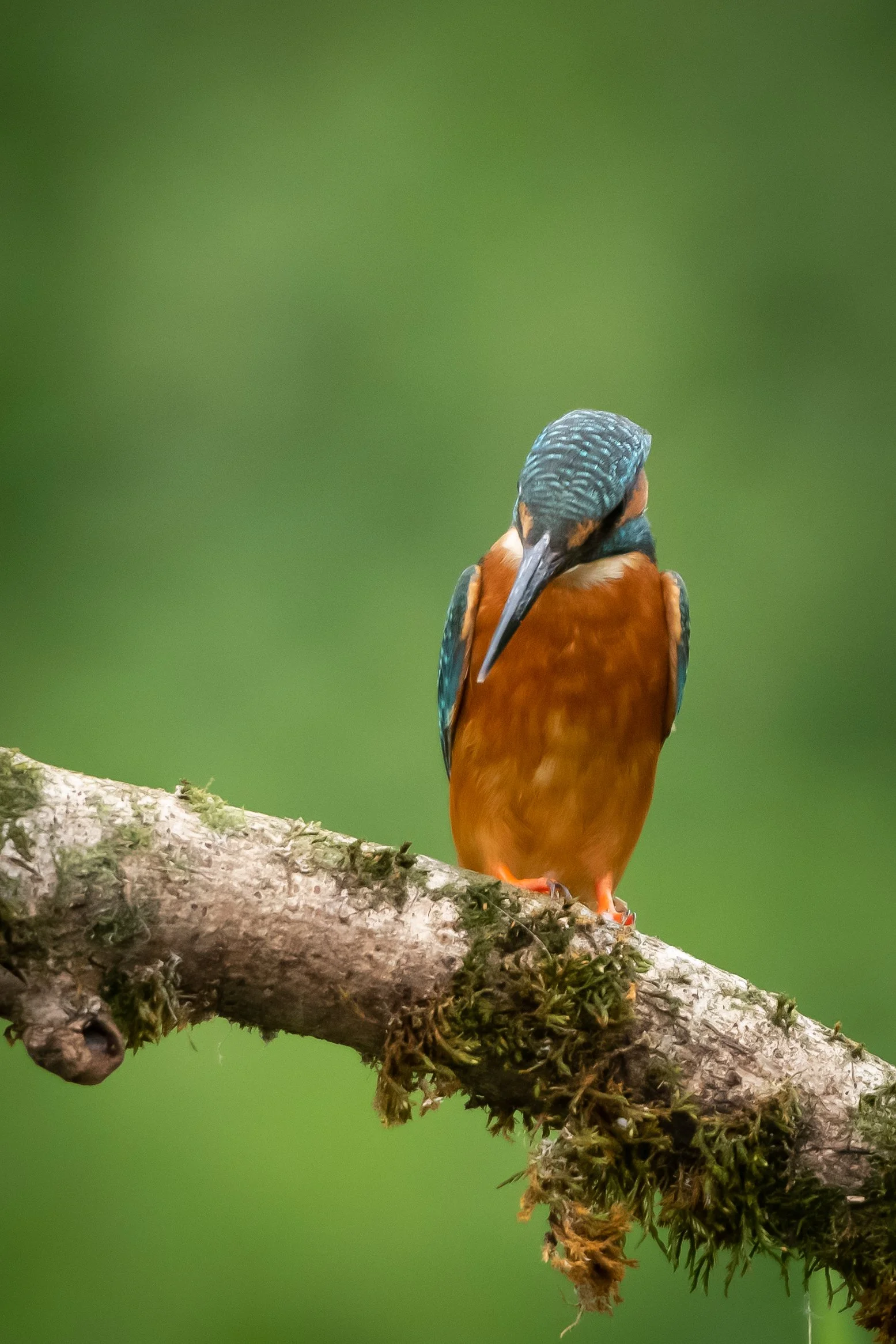 Kingfisher Perch (4). (Copyright 2024 © peterclaphamphotography)