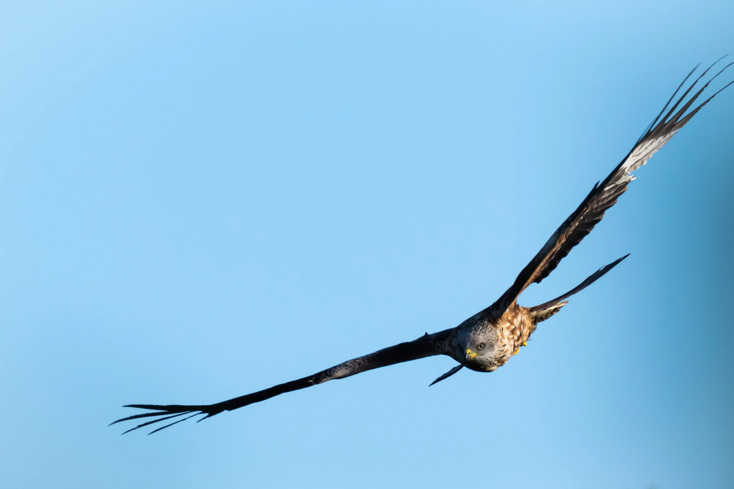 Red Kite (7) 
(Copyright 2024 © peterclaphamphotography)
