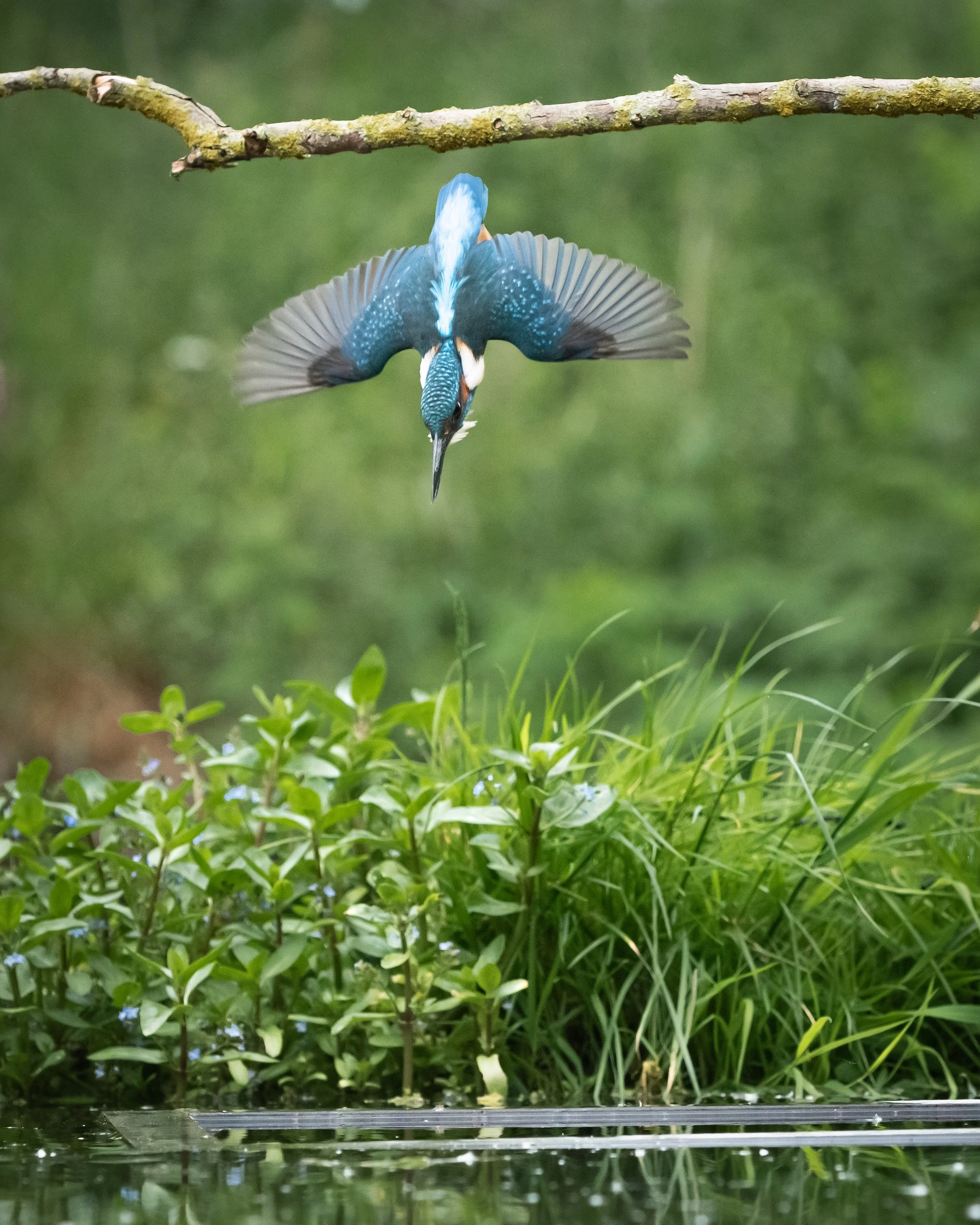 Kingfisher Diving (3). (Copyright 2024 © peterclaphamphotography)