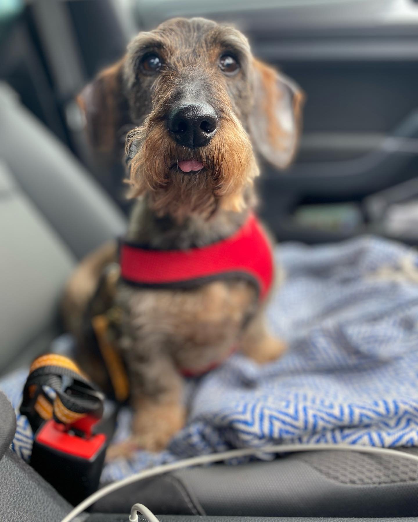 Me and this one are on the road!!
First stop @thebrewbox_cornwall 
Second stop @captain_hanks_fowey 

Mx

#larsandmargoontheroad 
#coffeeroastersdog 
#wirehairdachshund 
#cornwallroadtrip 
#cornwallroastery 
#cornwall
#sustainablebusiness 
#meetourst