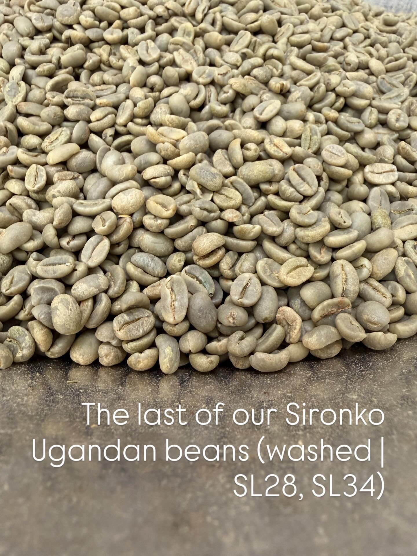 And that&rsquo;s the lot of our Ugandan lot! 

#coffeeroaster #larsandmargocoffee #coffeelover #localroaster #cornwall