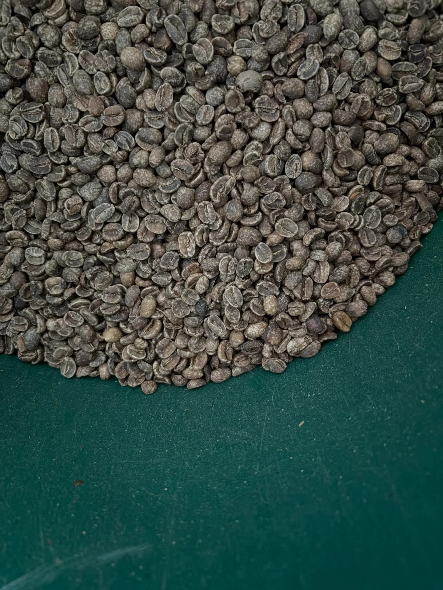 Quezal green decaf roasting next @ensamblescafe - such a great flavour of jammy fig, molasses and chocolate orange 

#larsandmargocoffee #decafcoffee #greatcoffee #cornwall