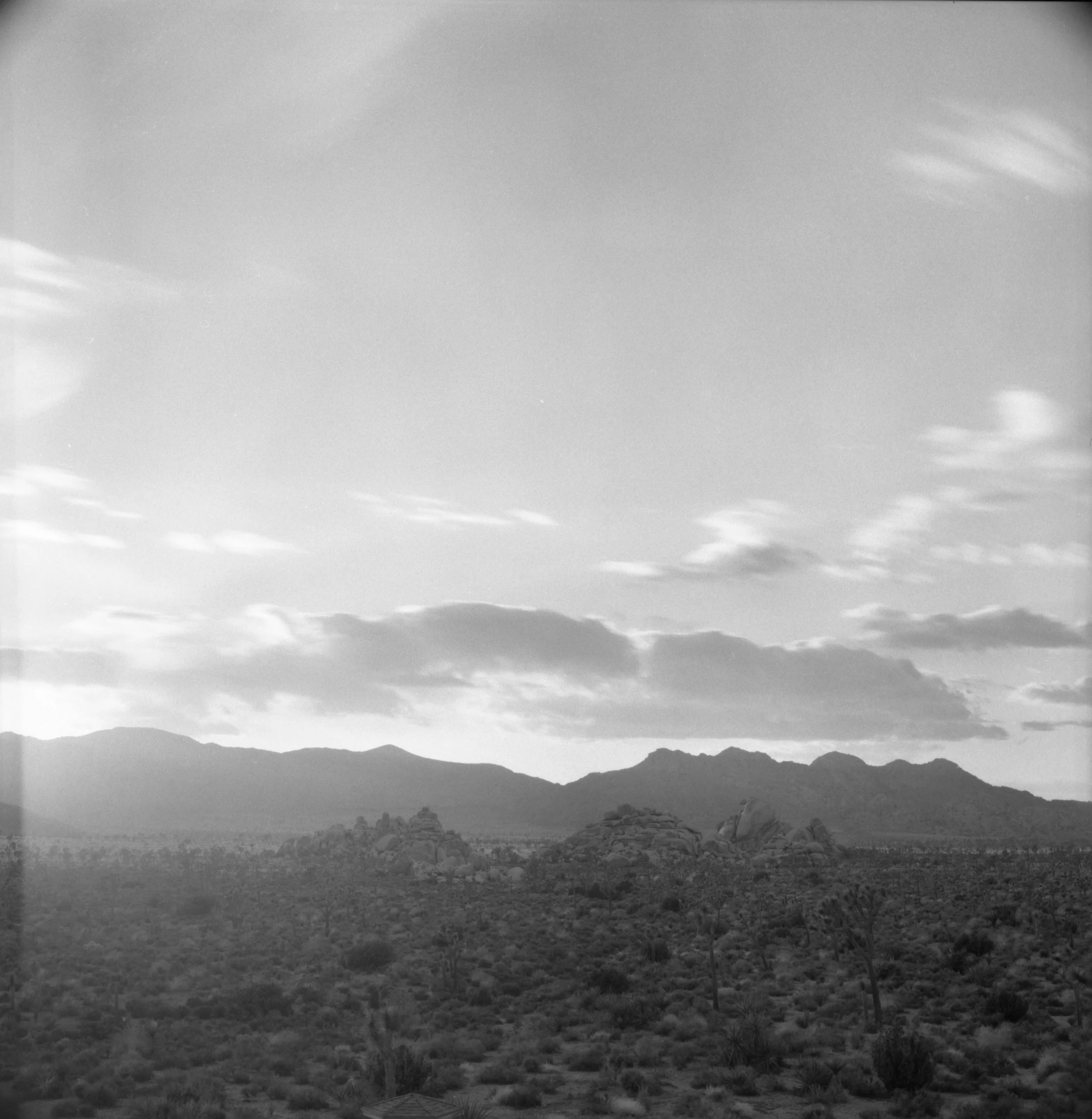 joshua tree background.jpg