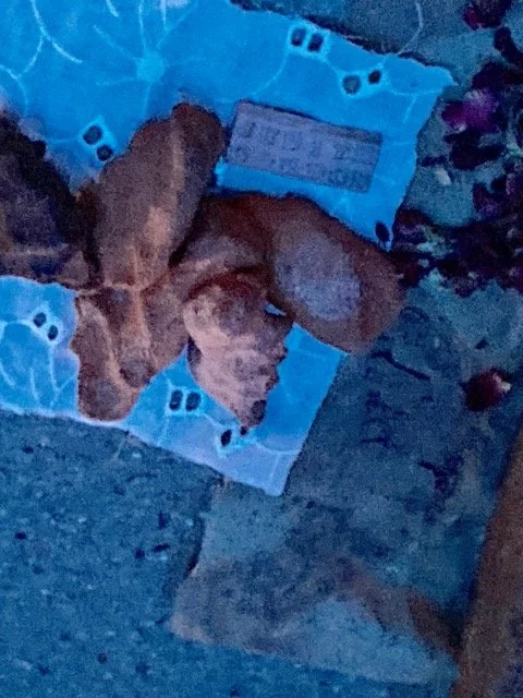 Descendant Perspective: Judith