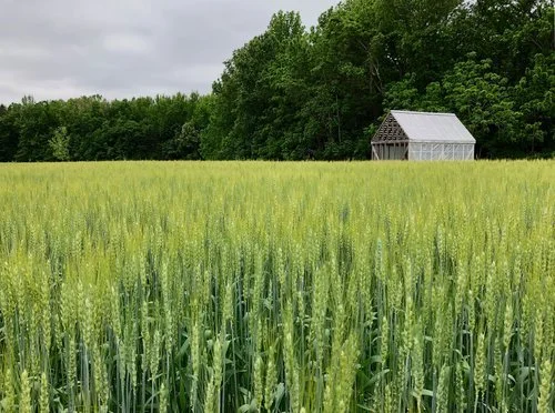 The Remembrance Structure at Menokin