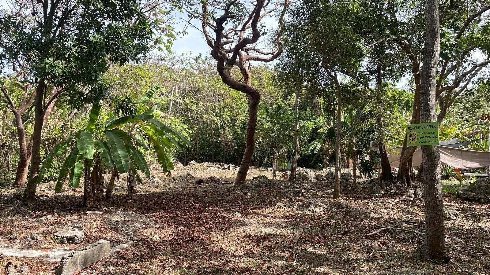 A woodland area with various trees and plants, including banana trees, and a property for sale sign attached to one of the trees.