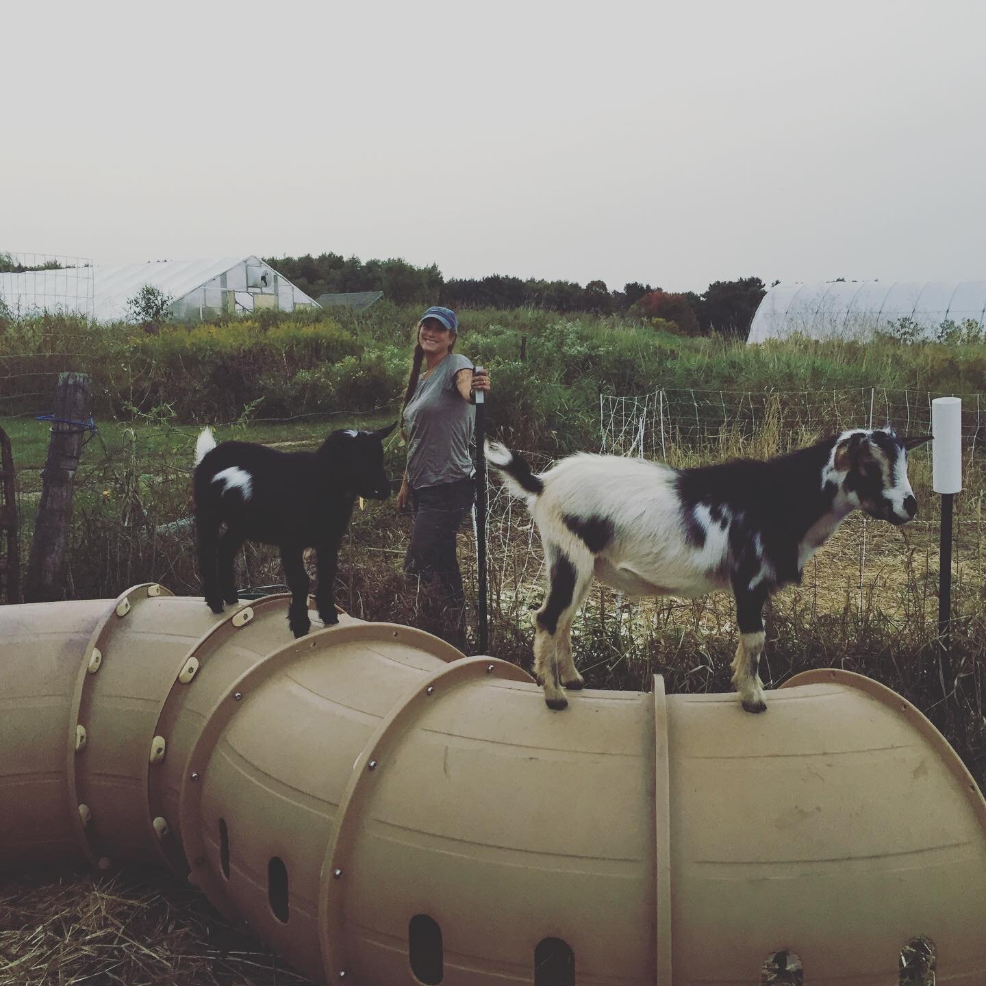 Goats at play #goatsofinstagram #playgroundsareforkids #tapdance