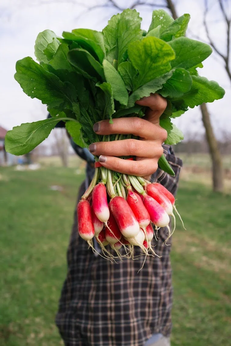Recipe: Emmalyn's Buttered Radish Breakfast