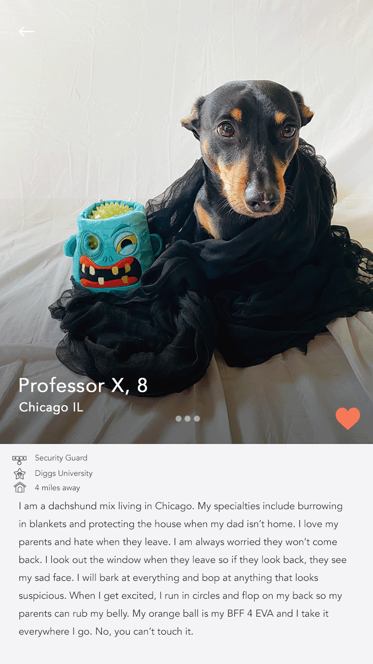 018about DogPROFESSOR copy.gif
