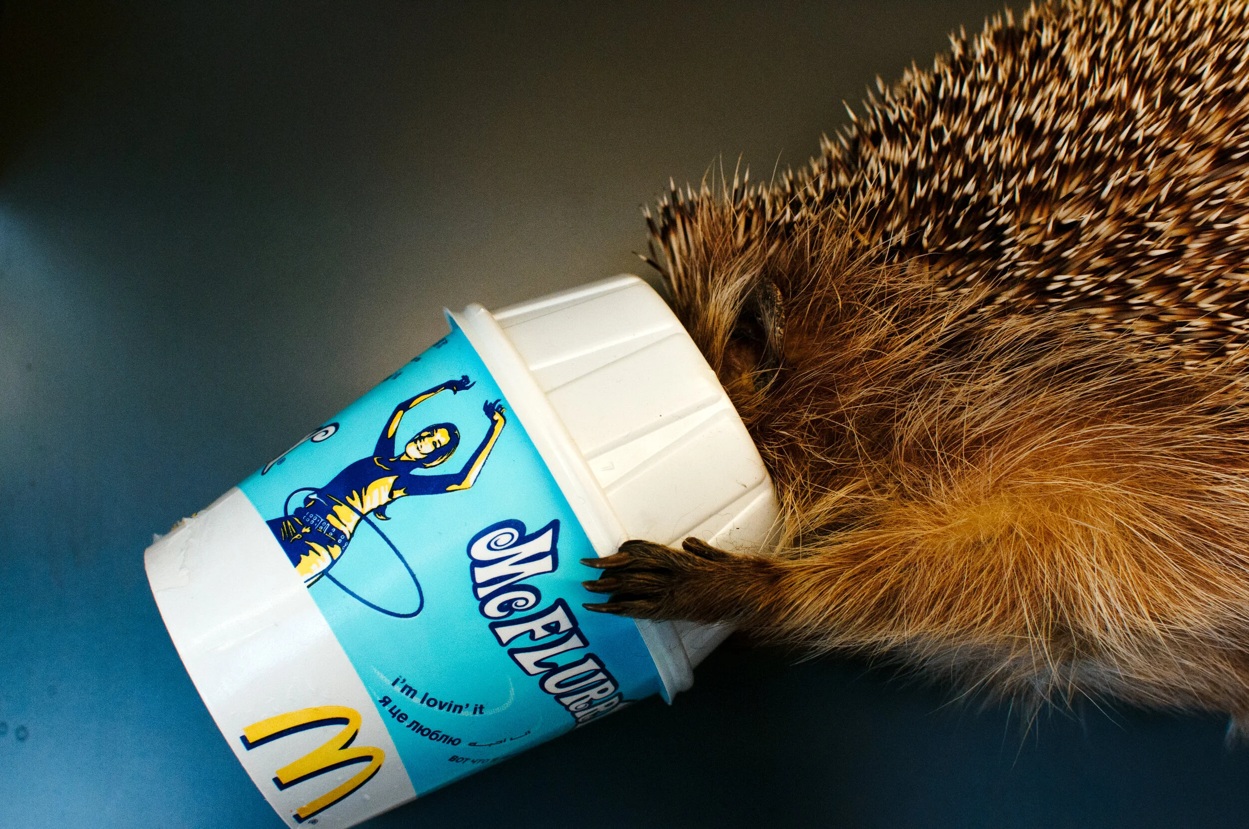 rotterdam prince 2017.jpg