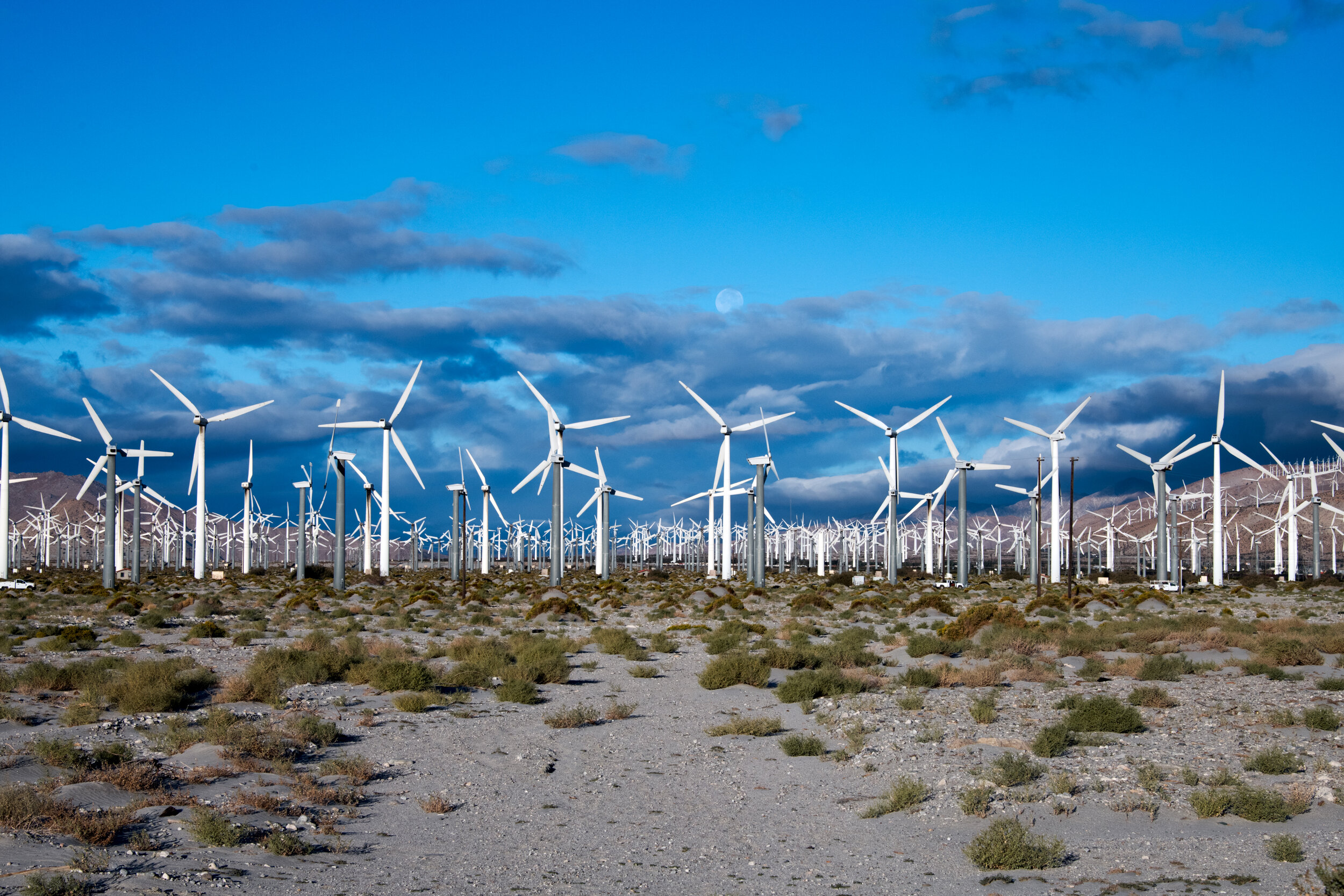 too many palm fans.jpg