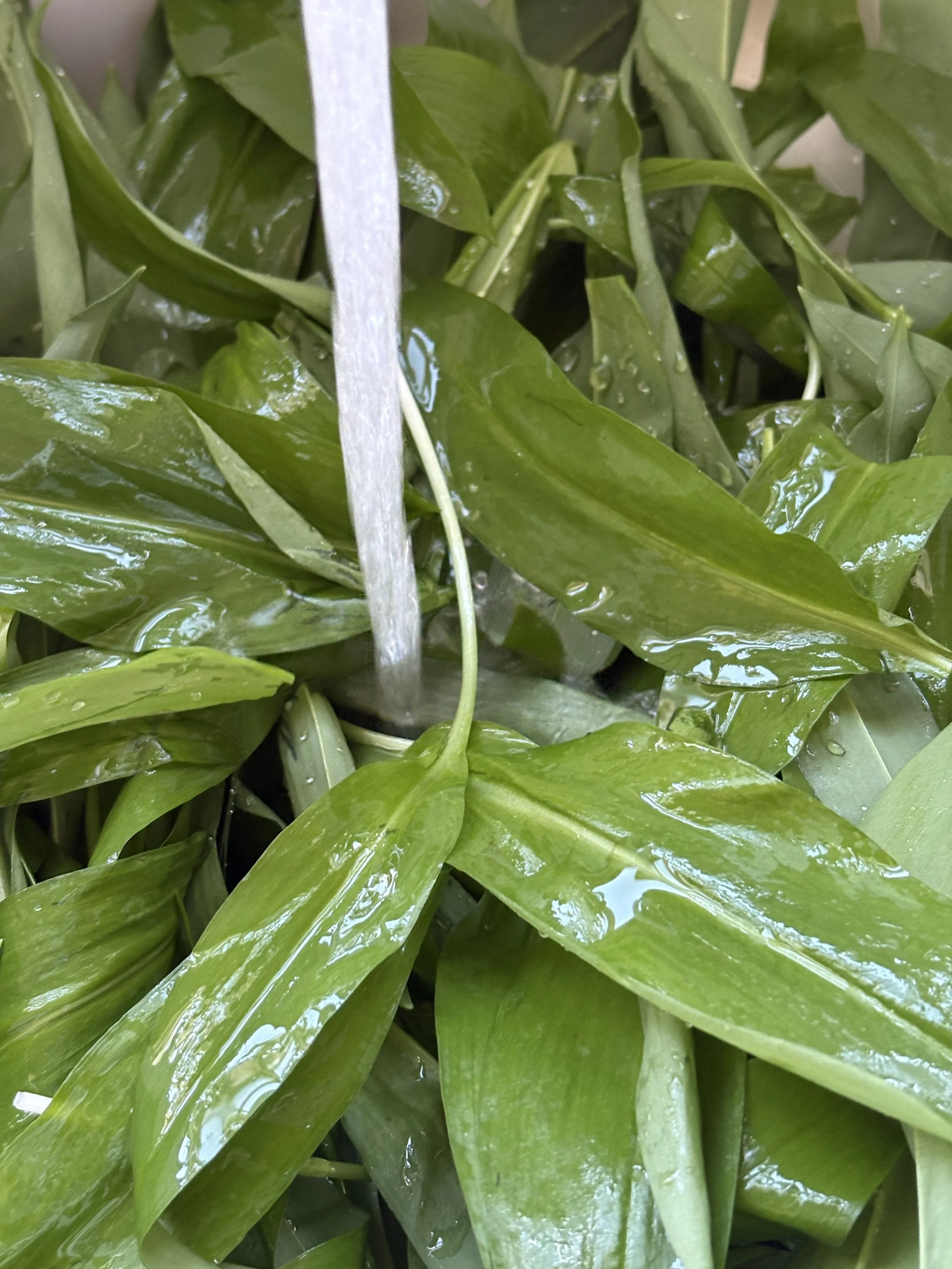 Wash the Wild Garlic