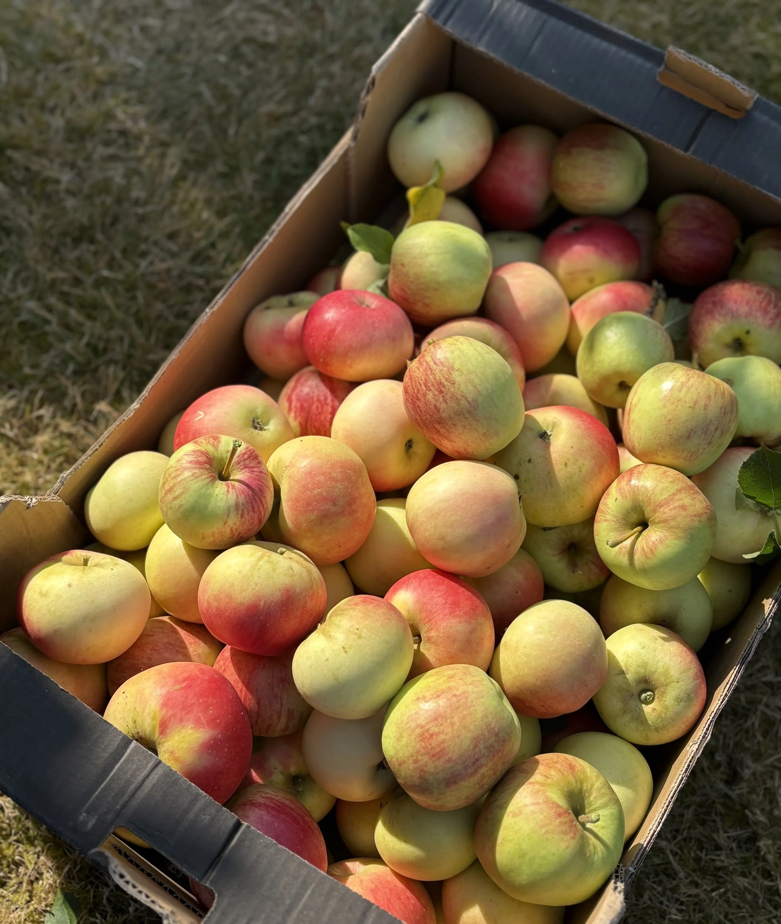 IMG_4902 Picked apples Aug 25.jpg