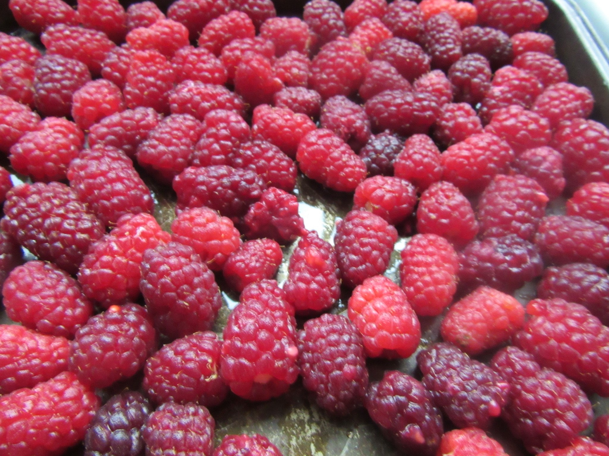 Homegrown Raspberries IMG_0582.jpg