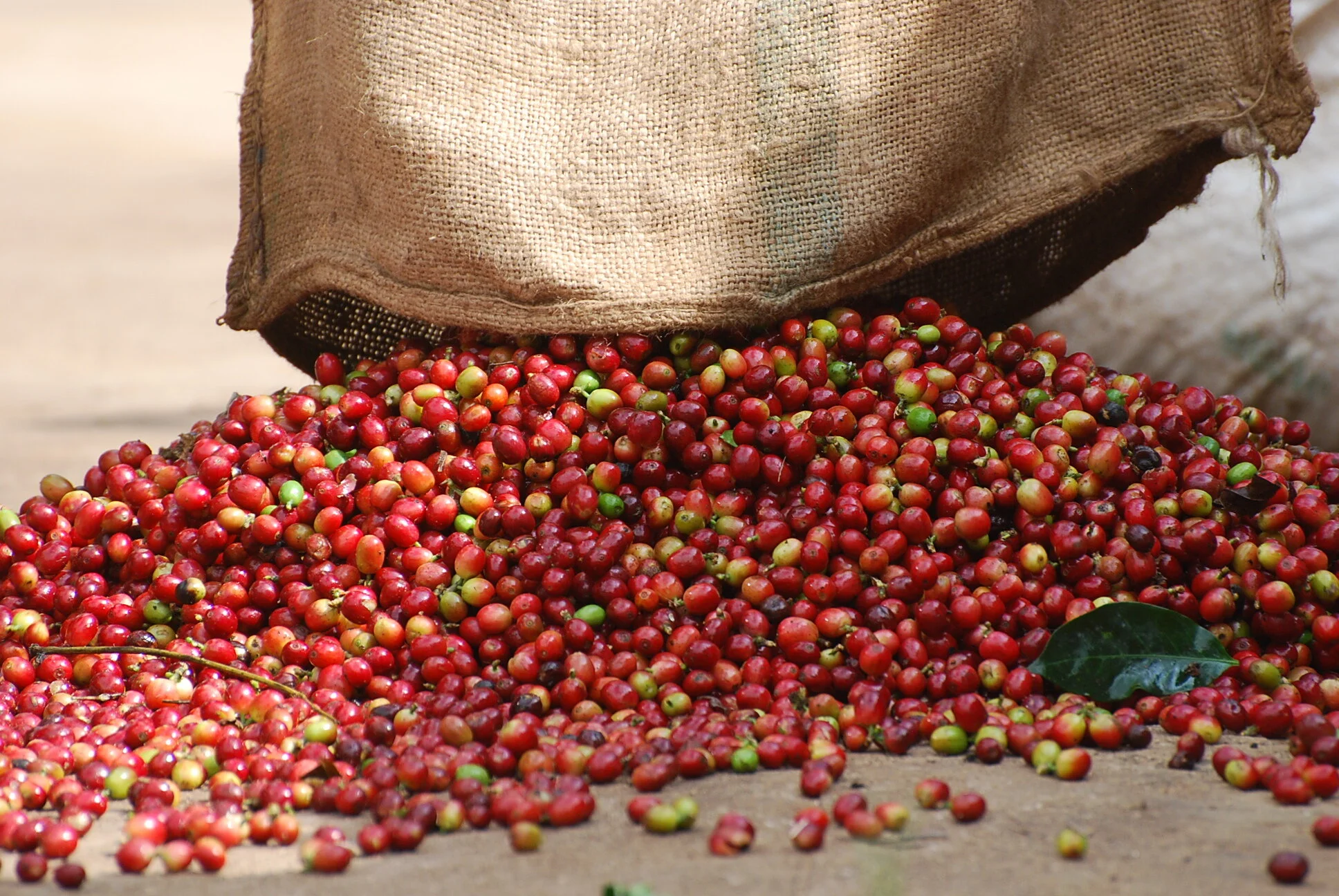 Shop — The Ethiopian Coffee Company