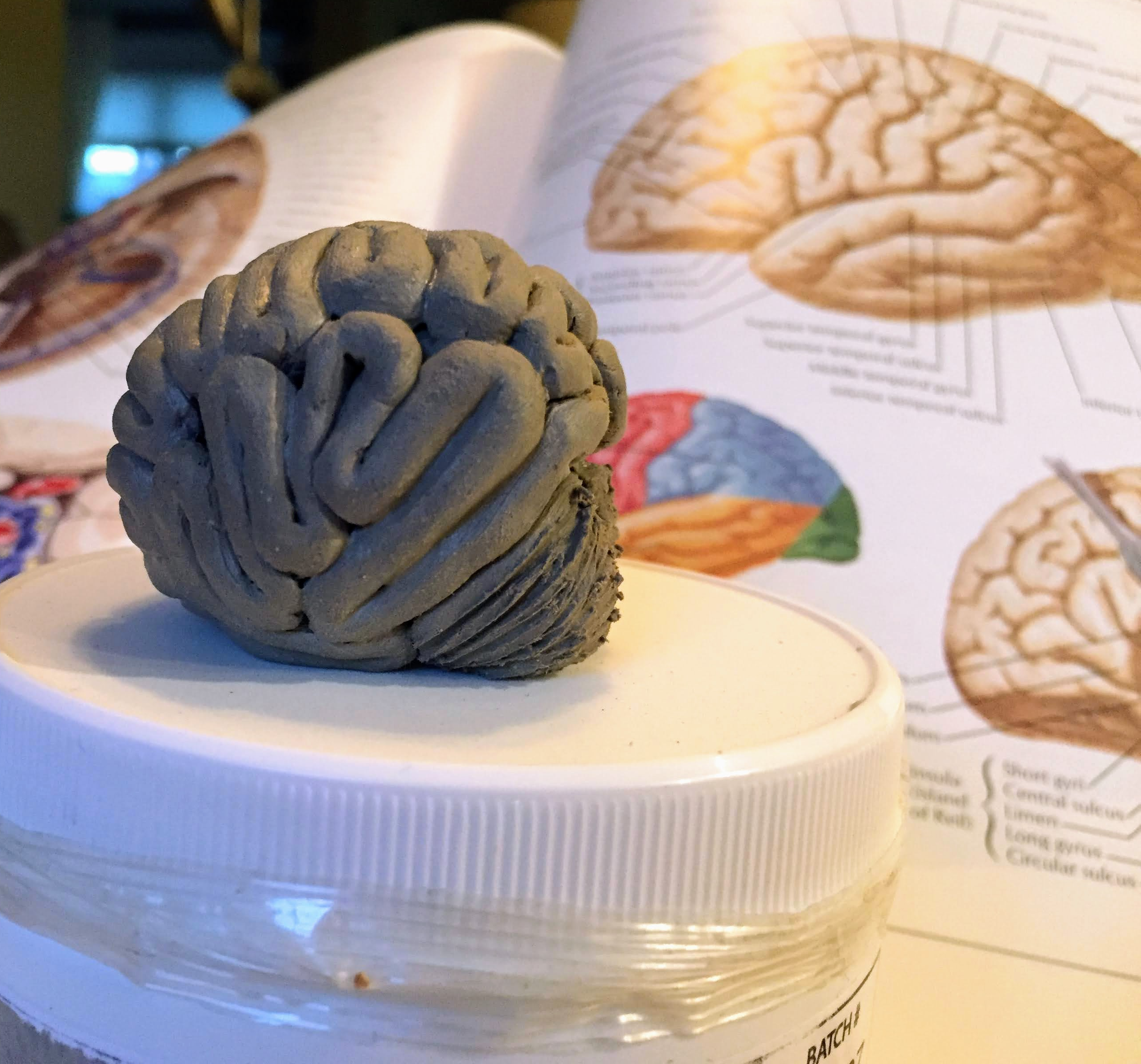 Sculpting the golden brain using Netter's Atlas (from my medical school Gross Anatomy class 20 years ago!!)