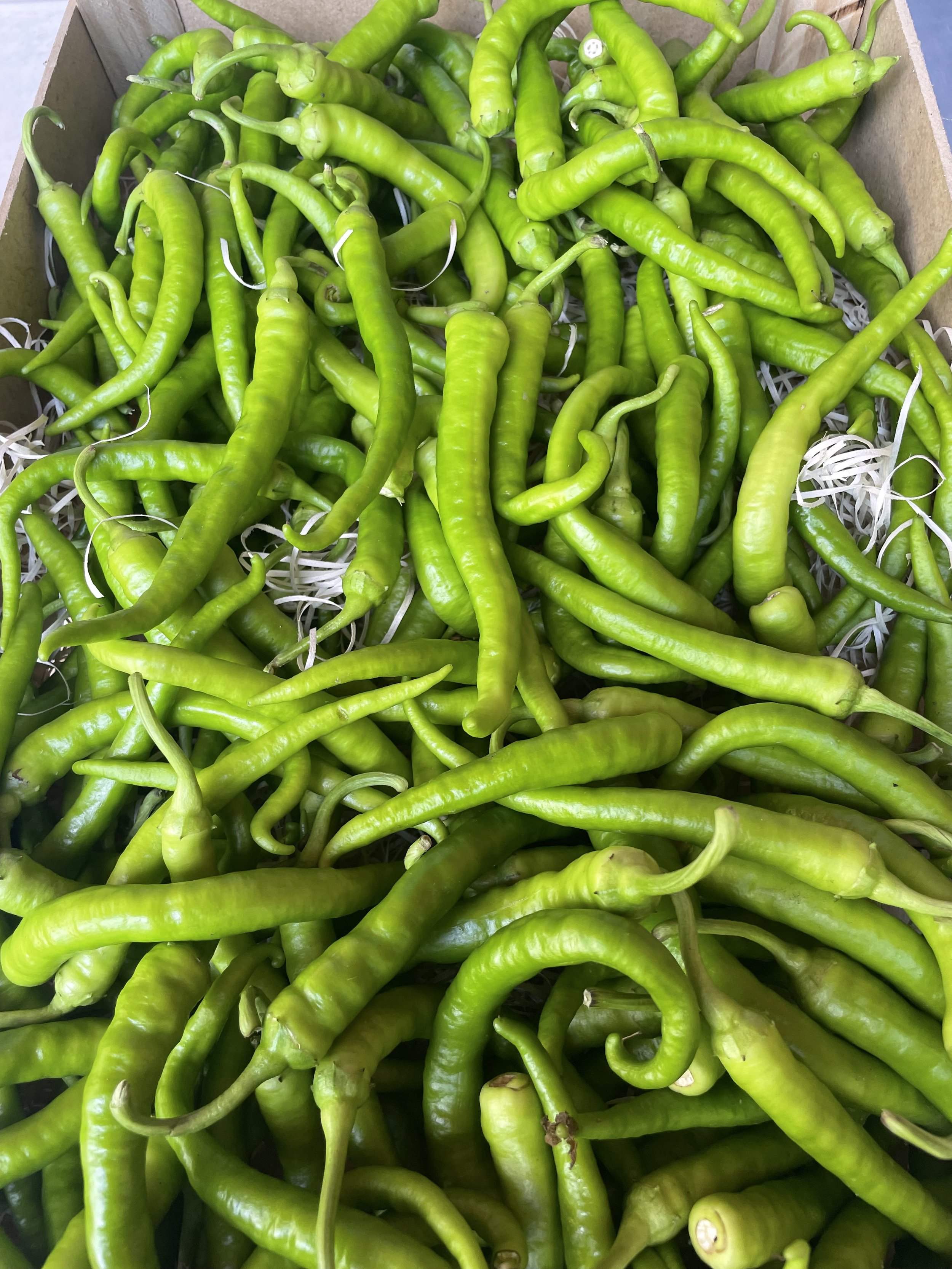 Giputxi pica pica 3.jpg