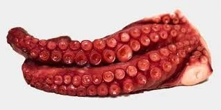pulpo salanort.jpeg