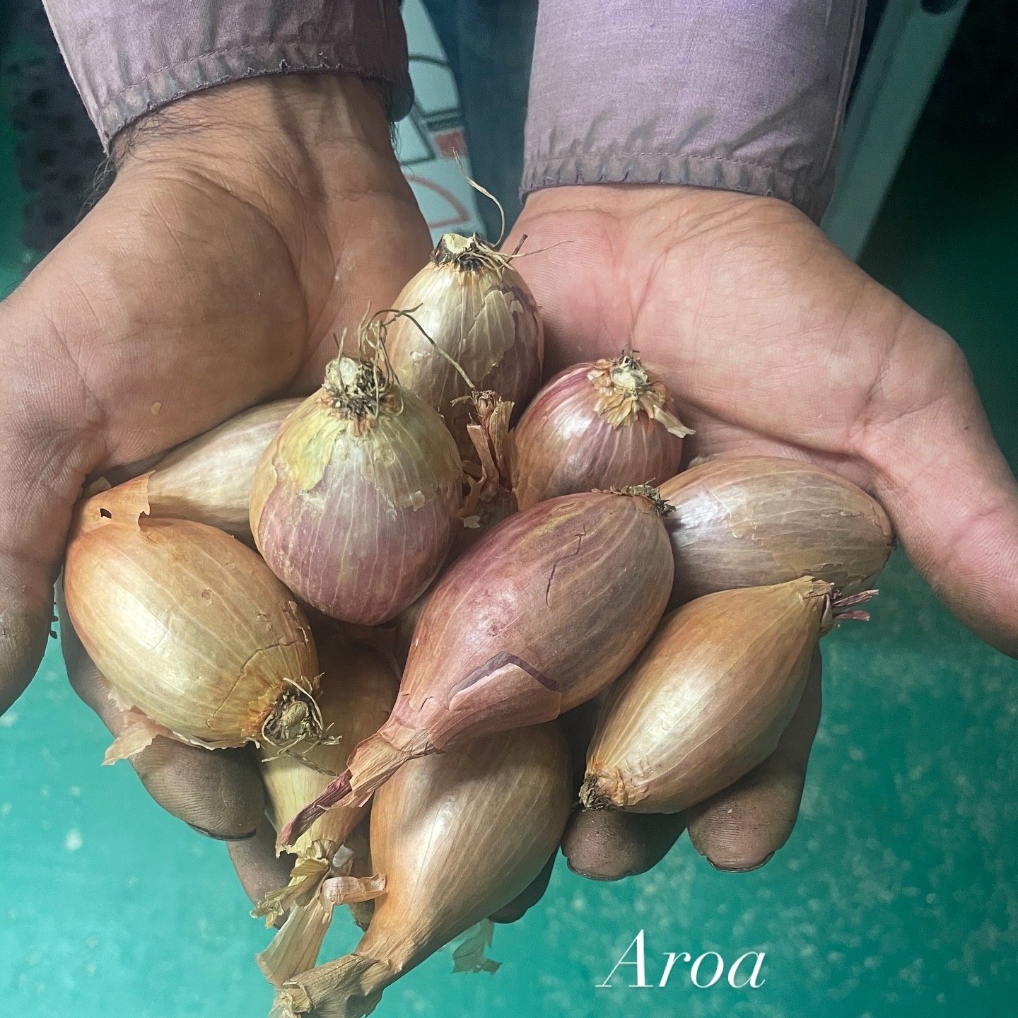 Chalota 1 kg