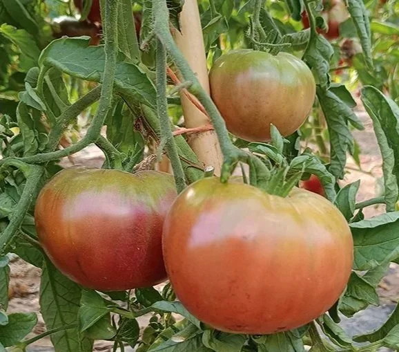 Tomate-Negro-Crimea.-Planta.jpg