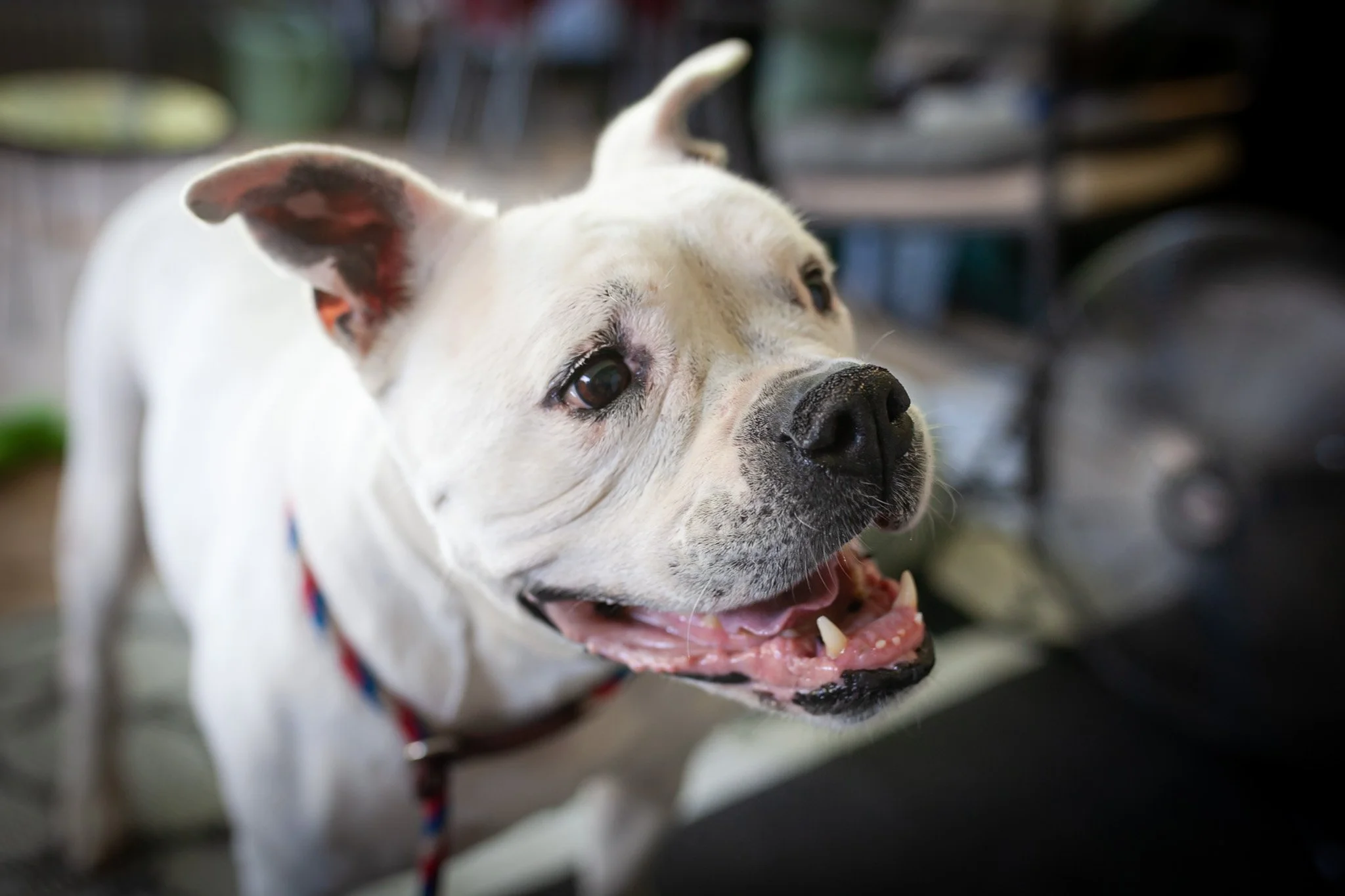 Fostering Trooper Aug-Sept 2025-4338.jpeg