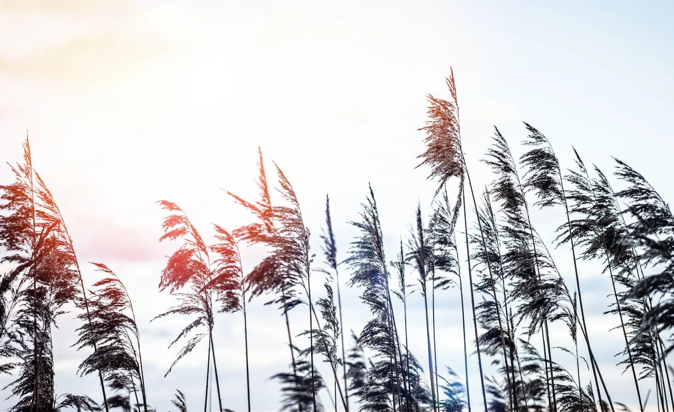 Tall grass or reeds blowing in the wind against a sky with soft, pastel colors.
