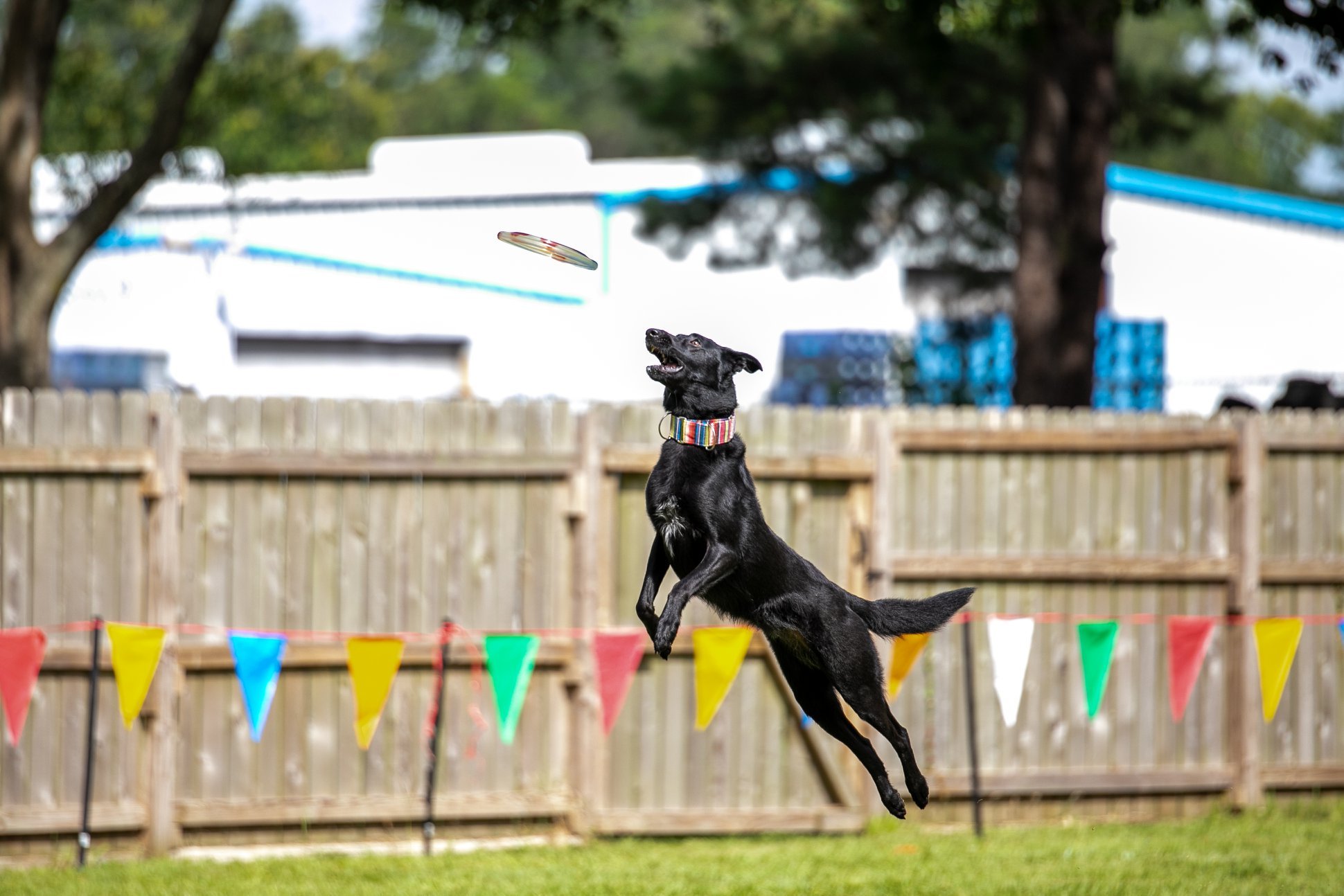 Dog-Photographer.jpg