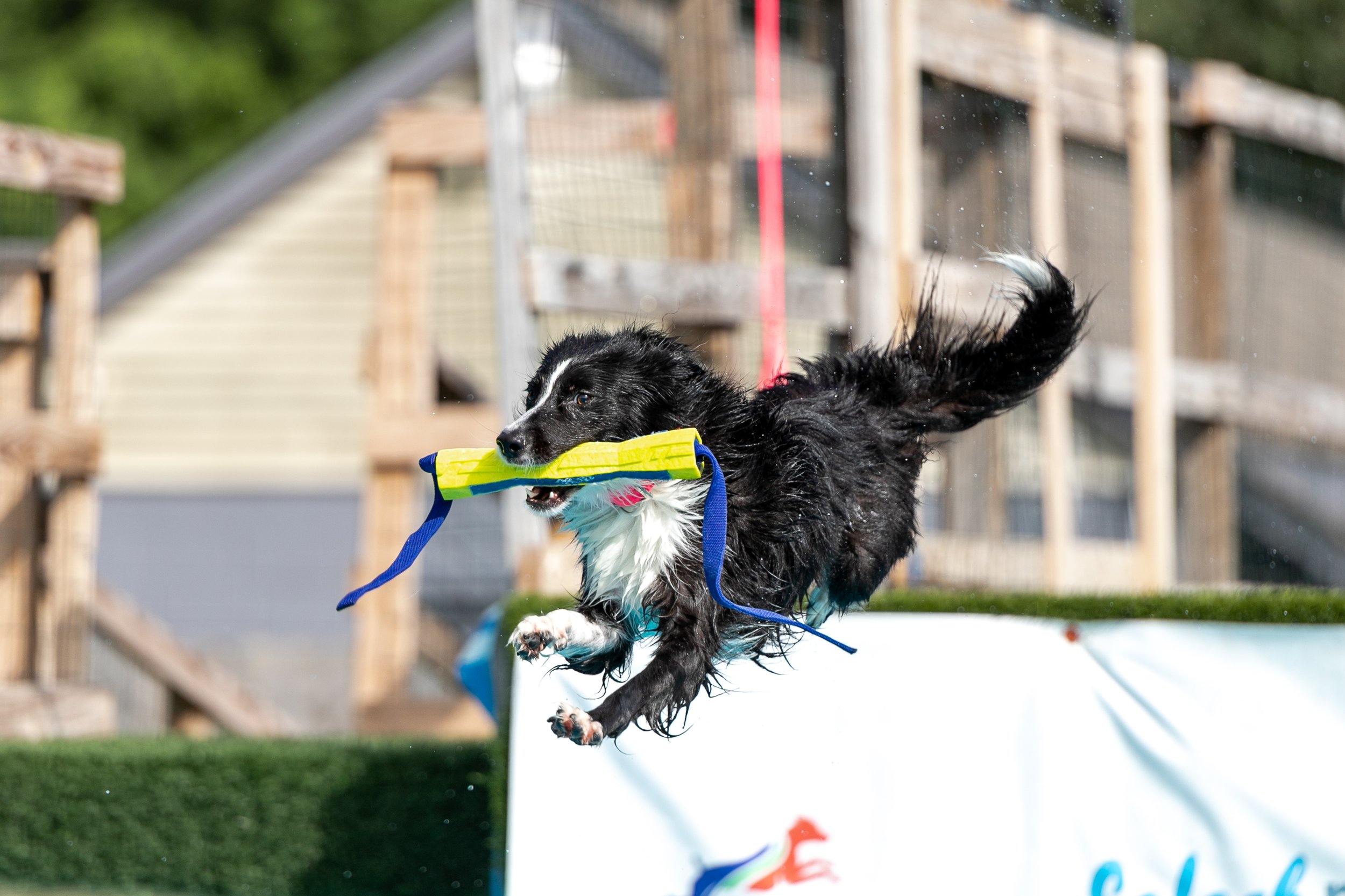 BorderColliePhotographer.jpeg