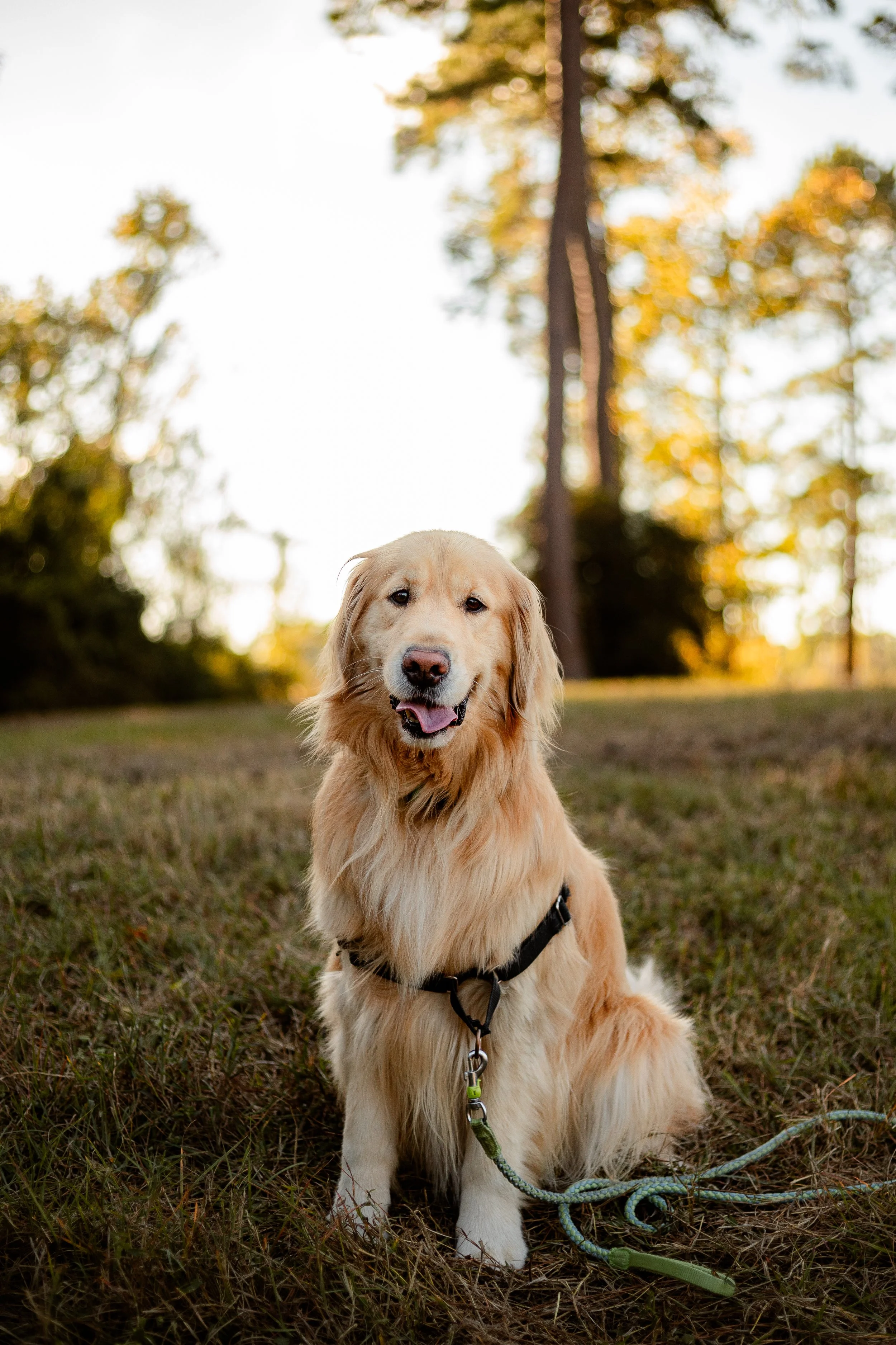 What If My Dog Can’t Be Off-Leash? A Houston Dog Photographer’s Honest Answer