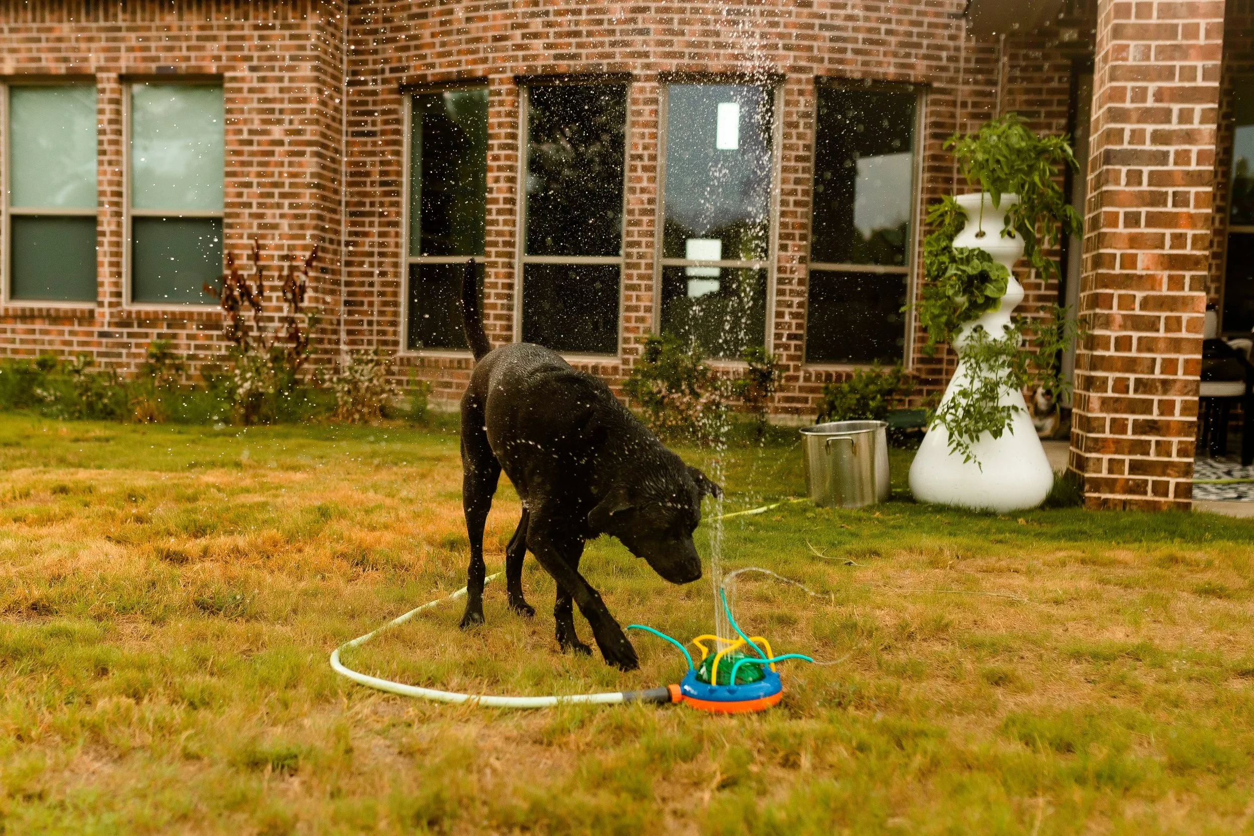 What Are Backyard Story Sessions? A Slower, More Personal Way to Be Photographed