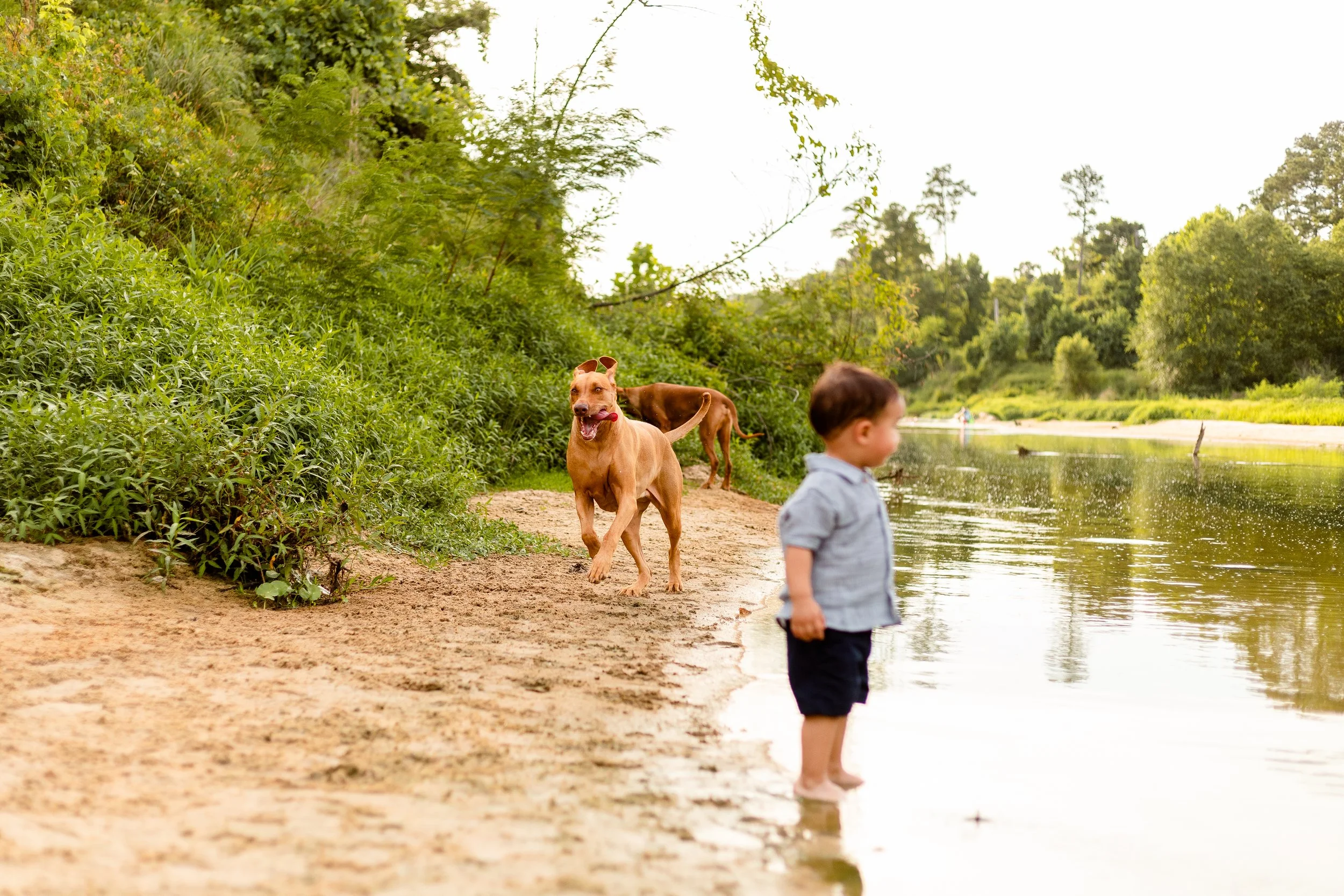 creek-photoshoot-with-dog-and-toddler-spring-tx.jpg