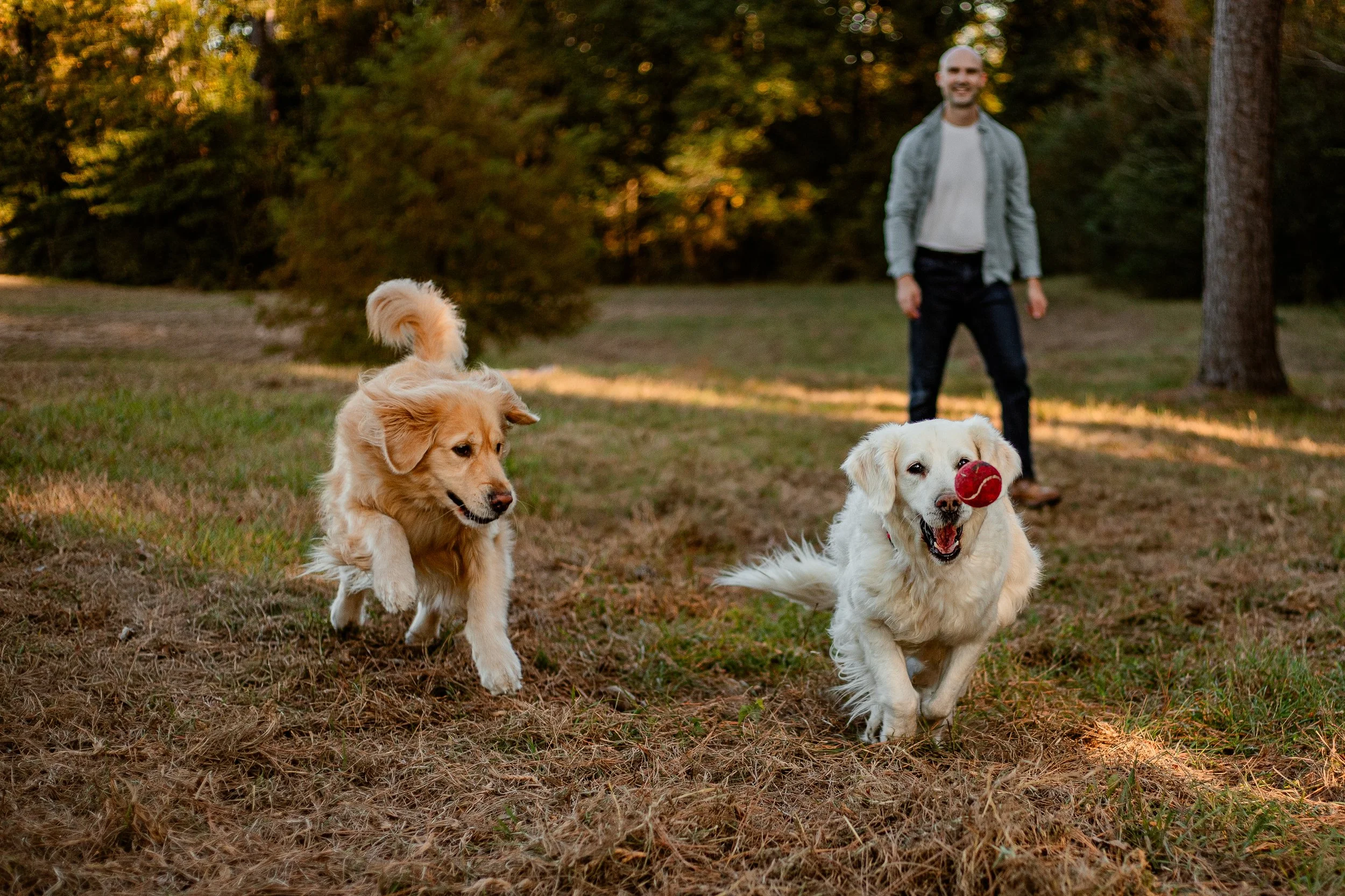 dog-photography-the-woodlands-texas.jpg