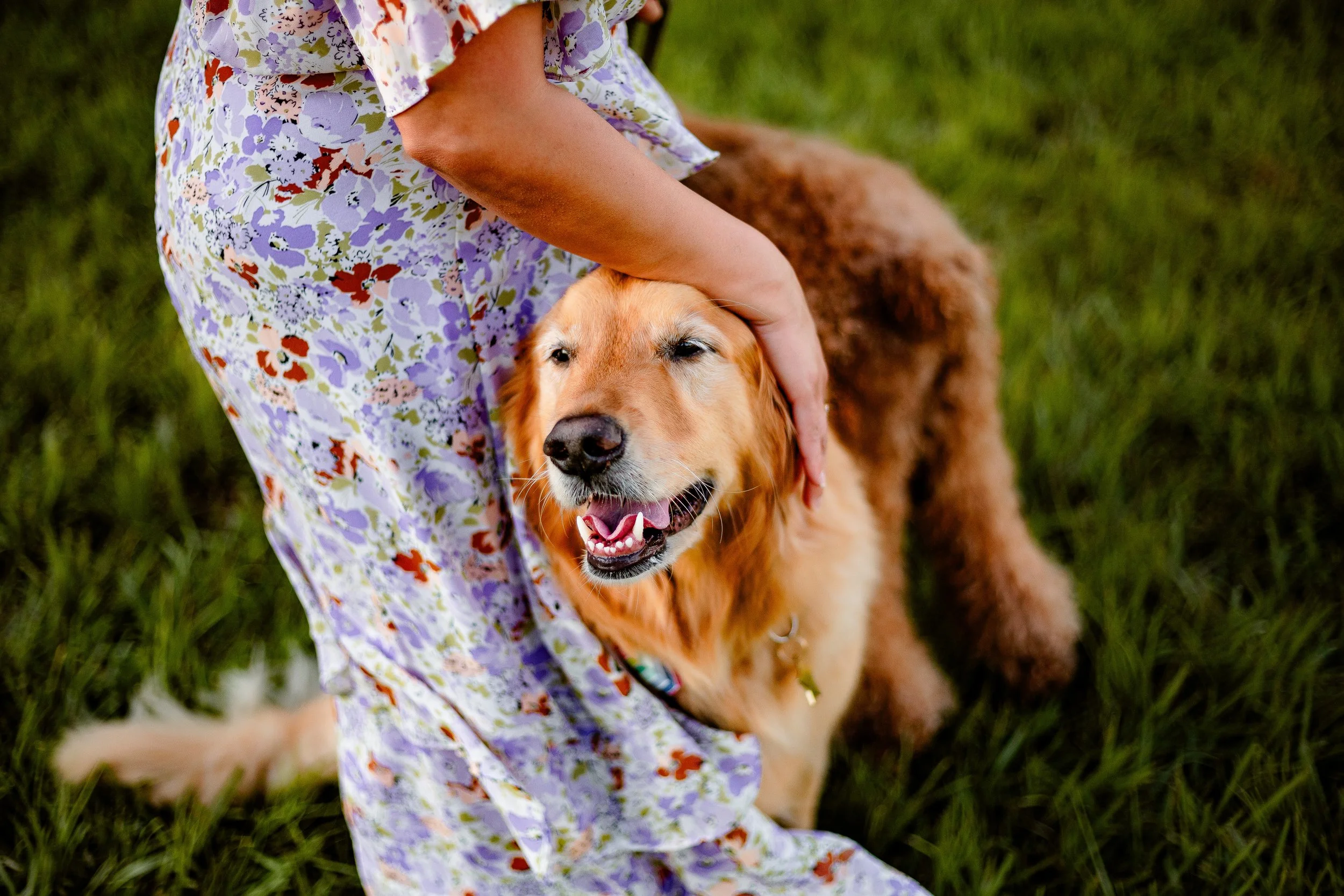 dog-photography-session-houston-texas.jpg