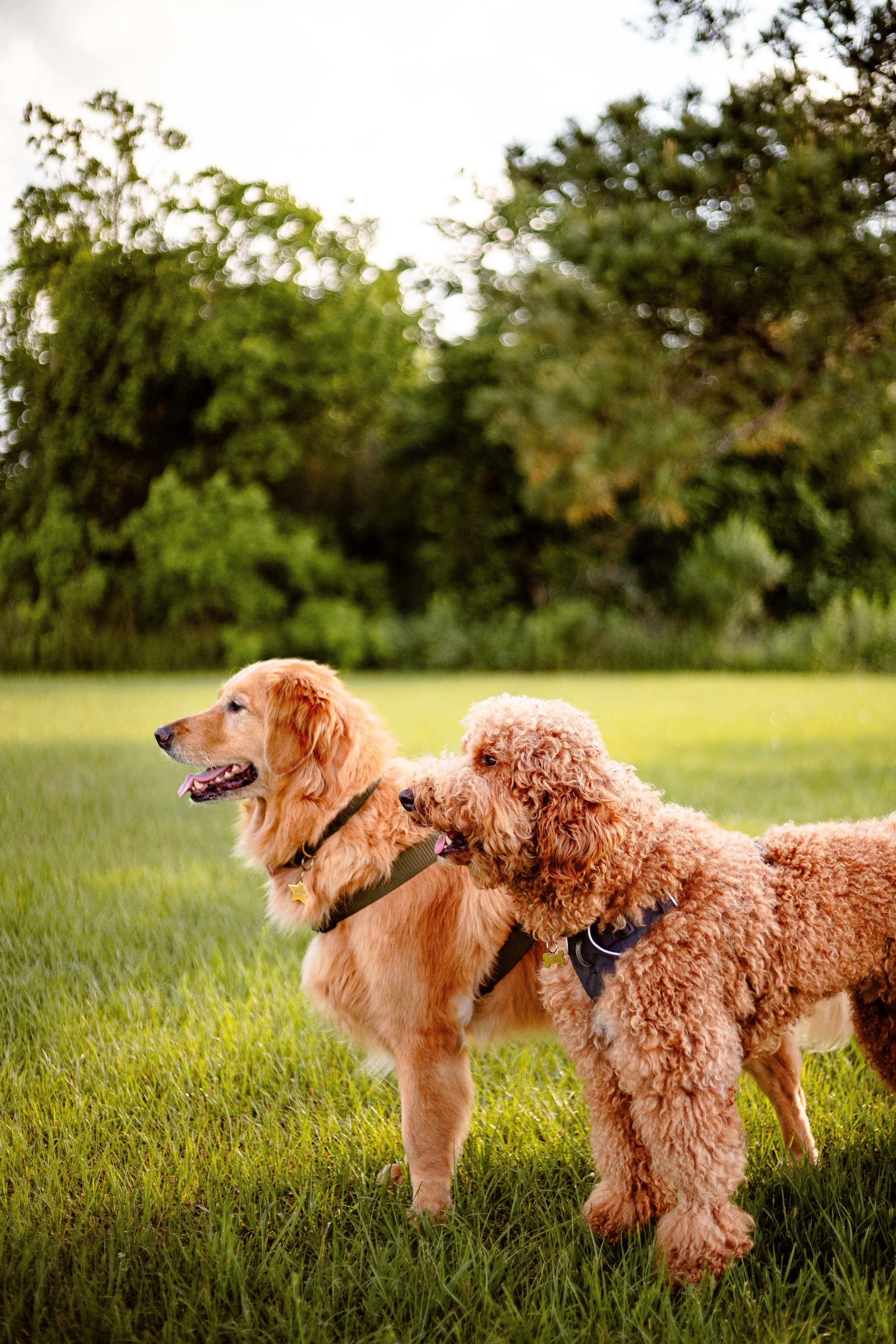 dog-photoshoot-houston-texas.jpg