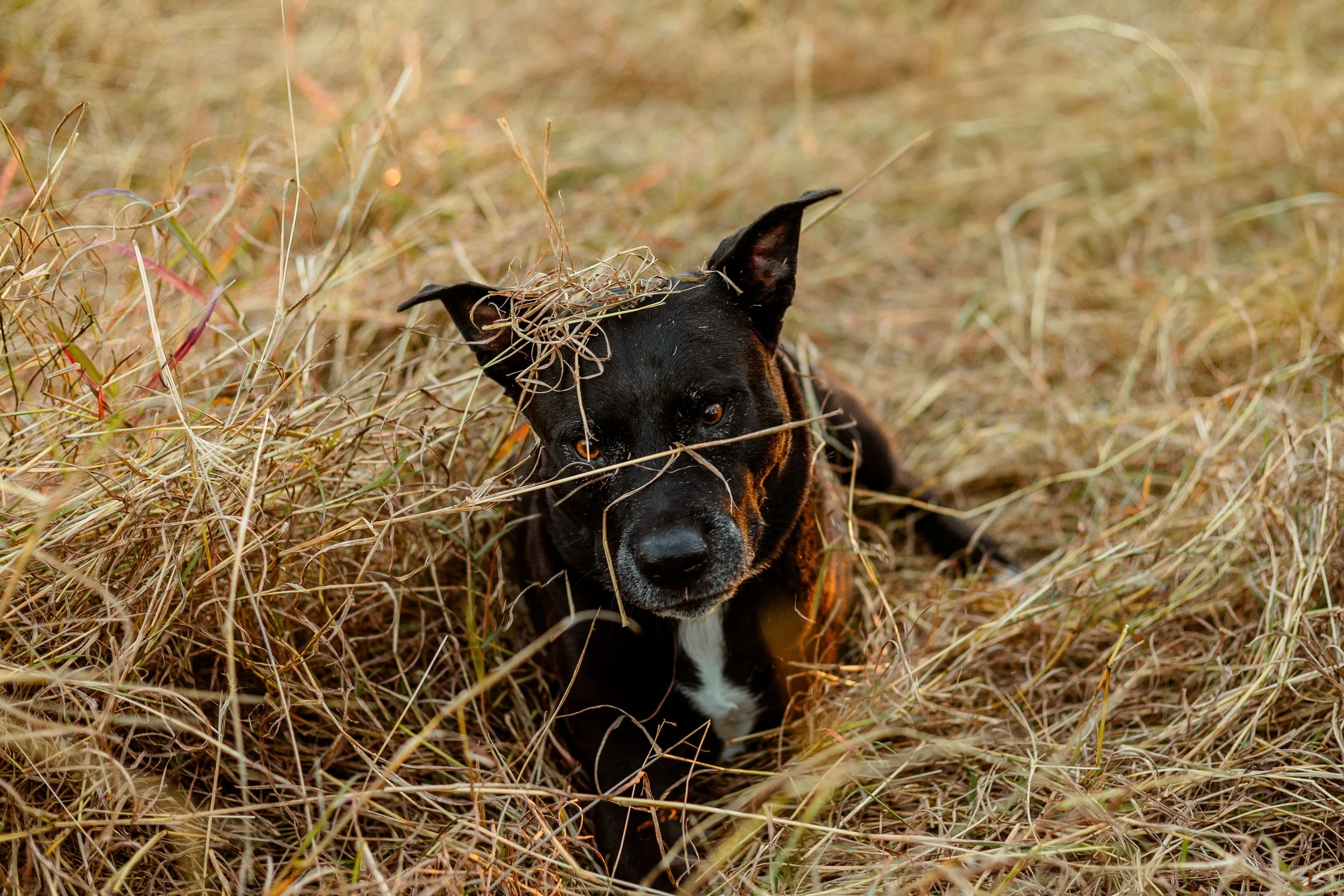 reactive-dog-photographer-houston-texas.jpg