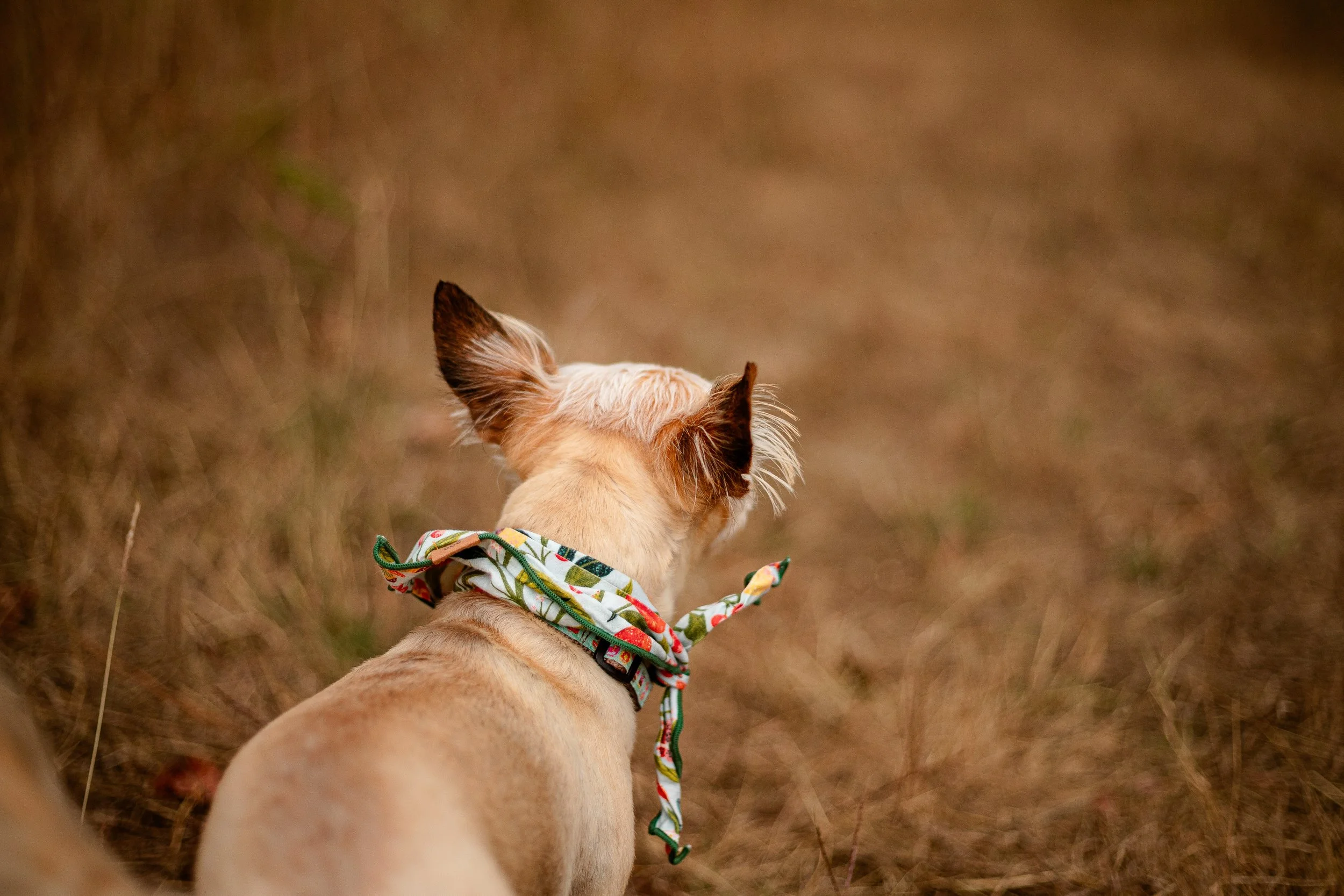 senior-dog-photography-houston.jpg