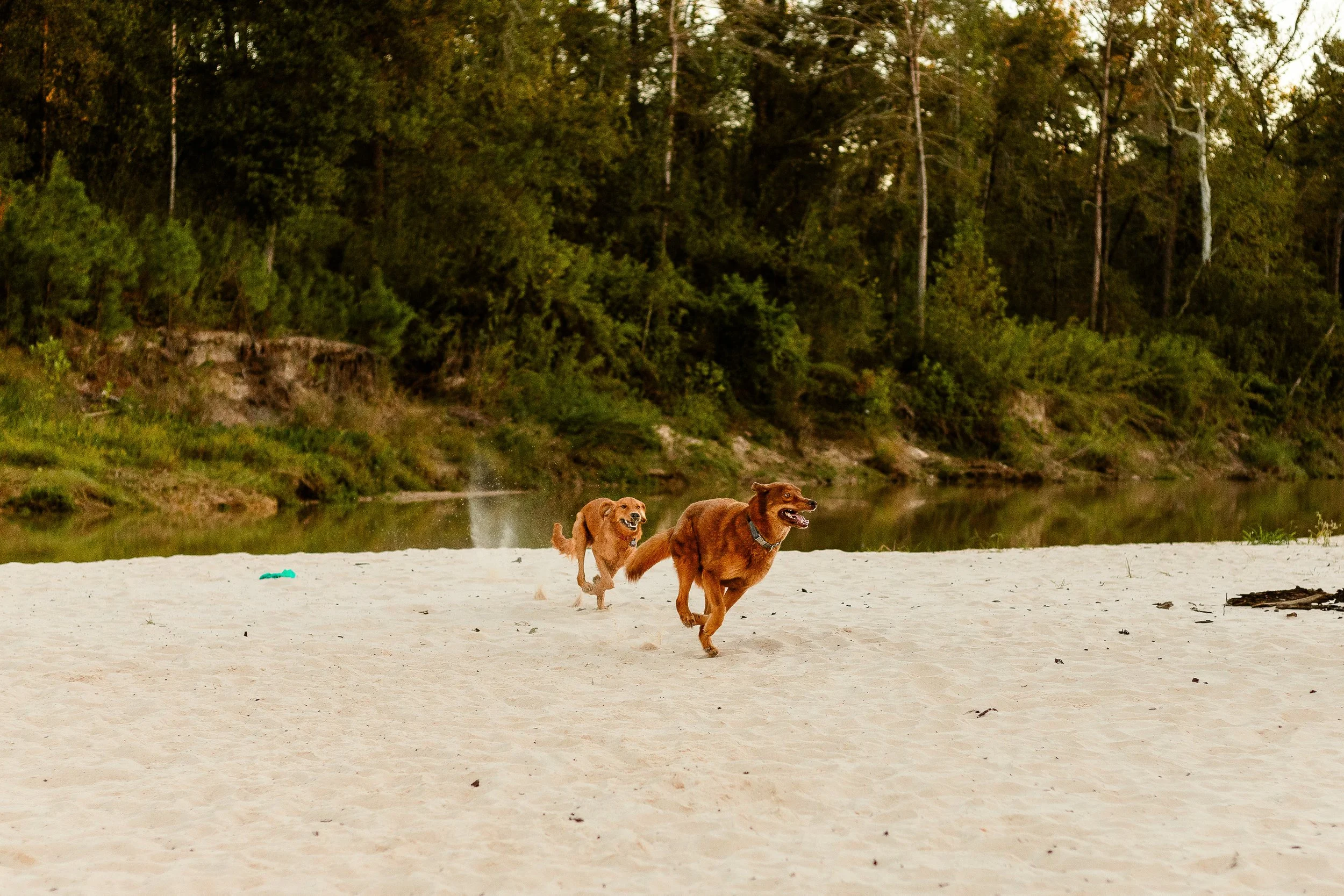 Creek-Photoshoot-With-Dogs-Spring-Texas.jpg