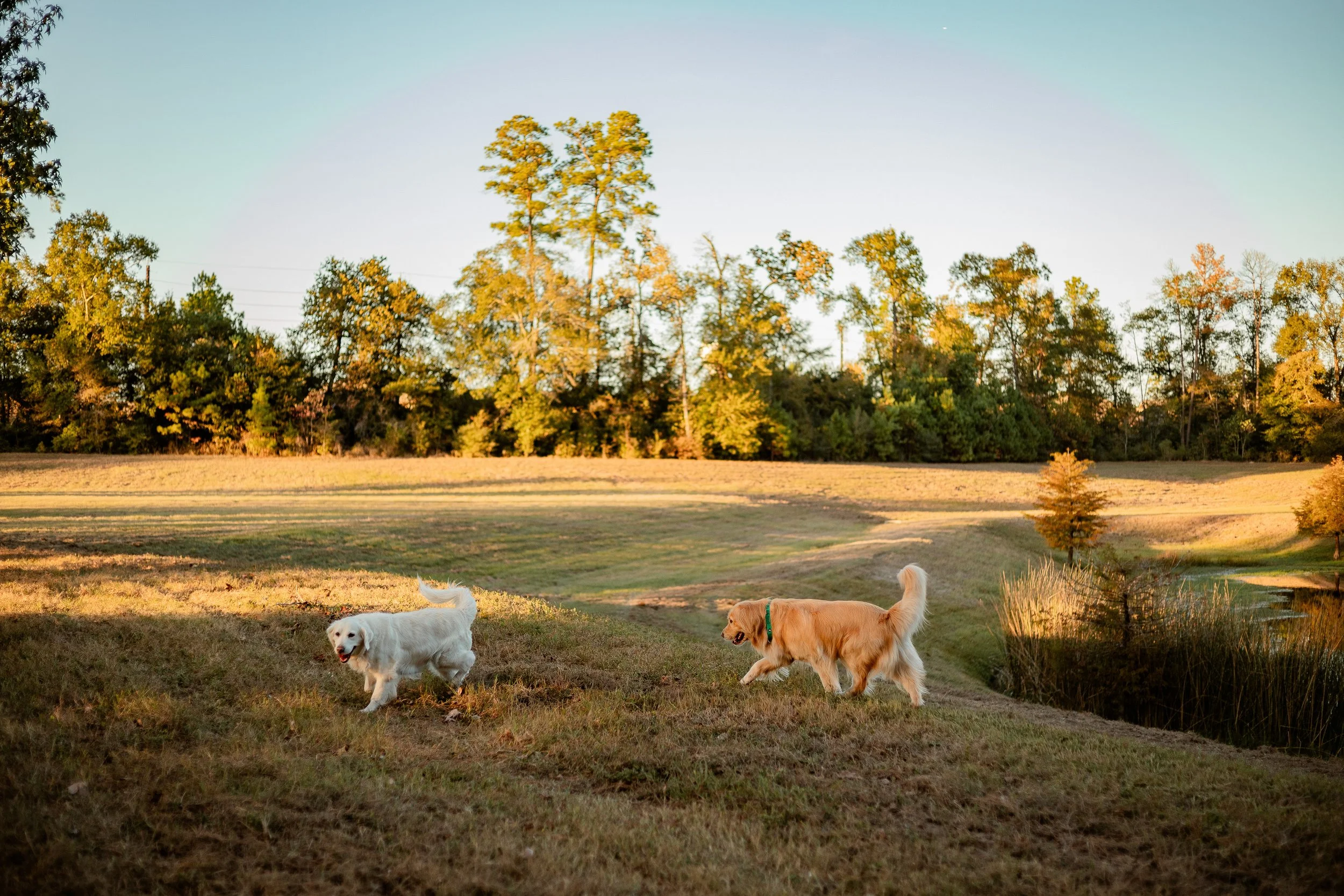Dog-Photographer-Houston-TX.jpg