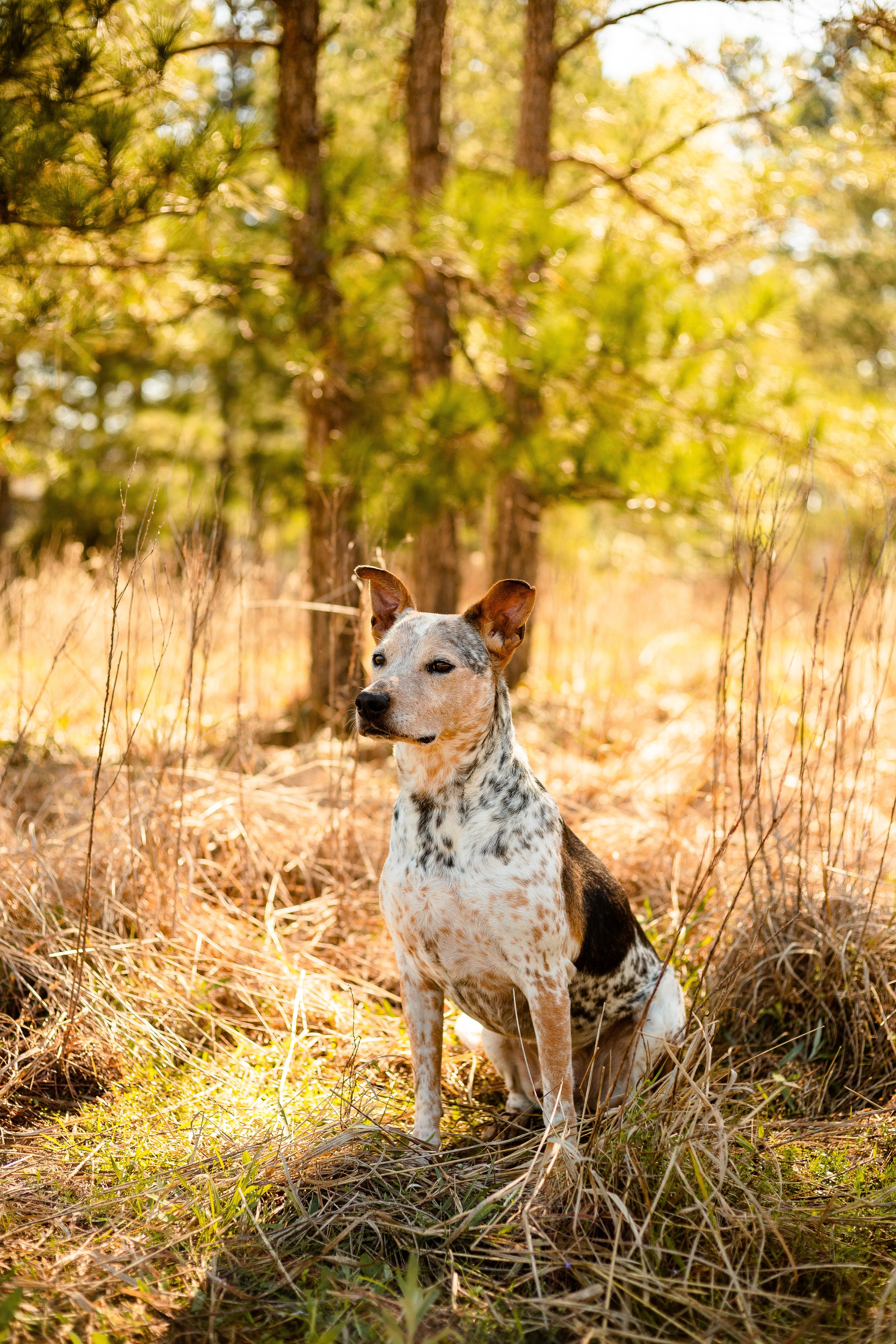 Dog-Photographer-Houston-Texas.jpg