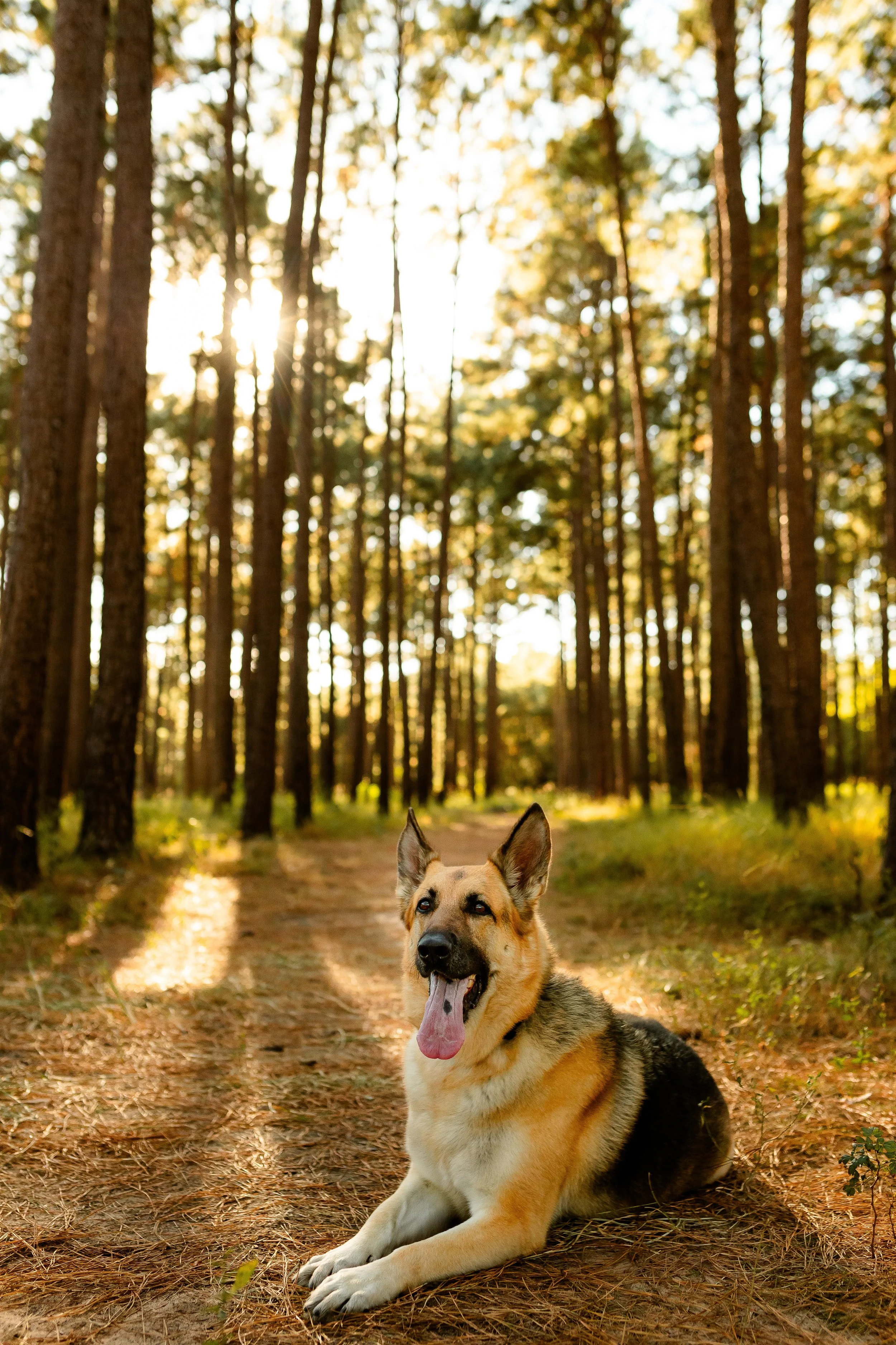 Dog-Photographer-The-Woodlands-TX.jpg