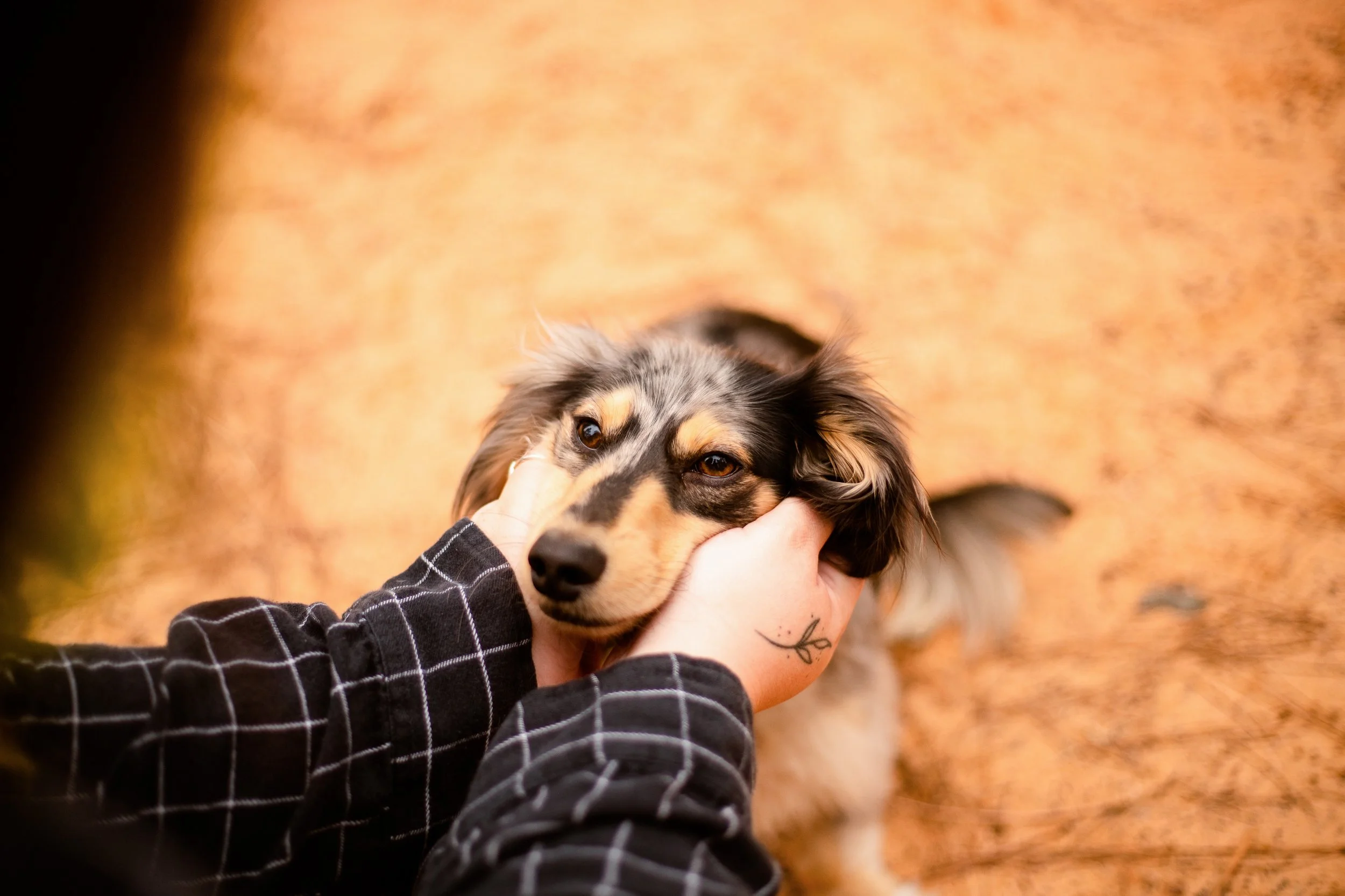 Dog-Photos-Houston-Texas.jpg