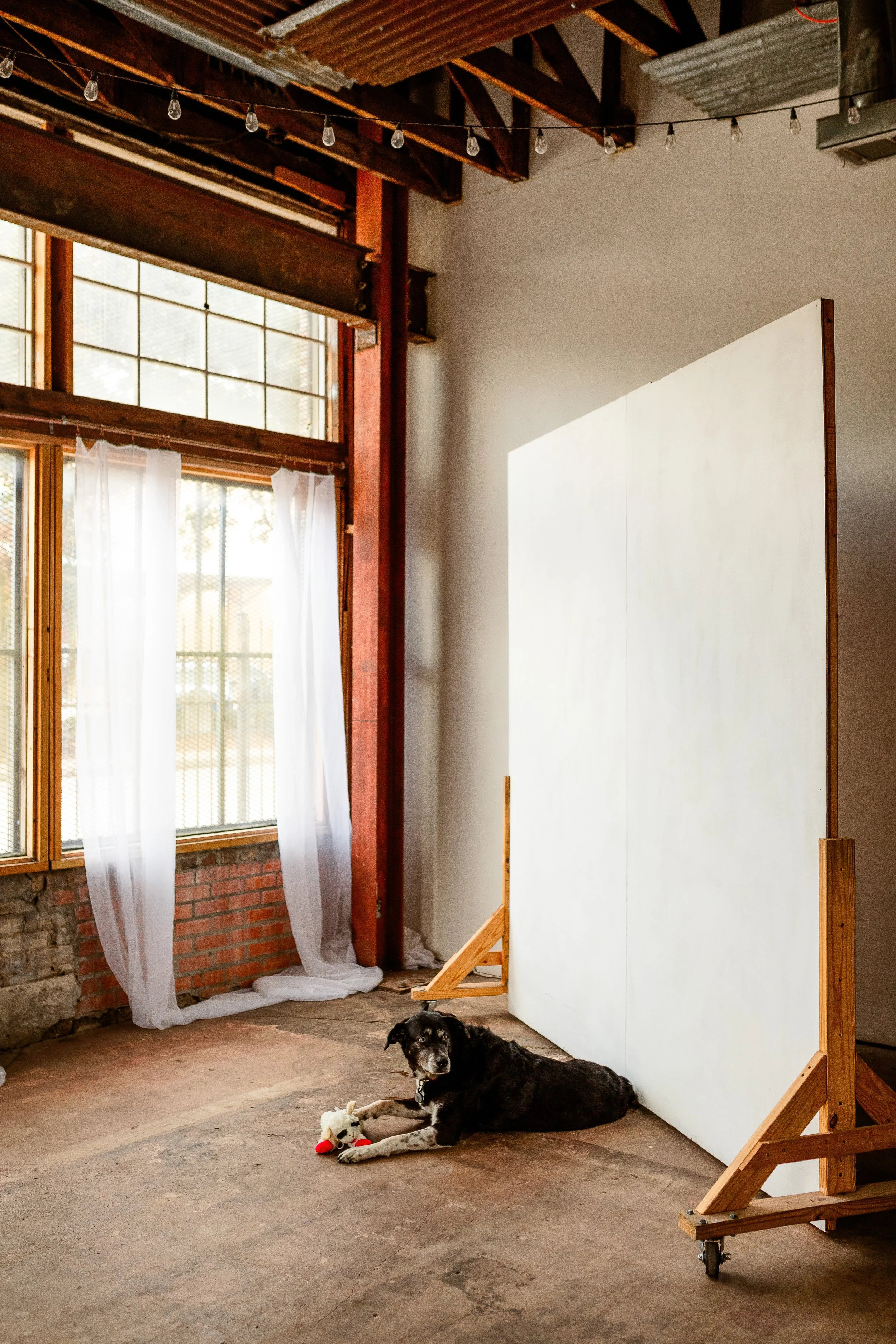 Dog-Studio-Photography-Houston.jpg