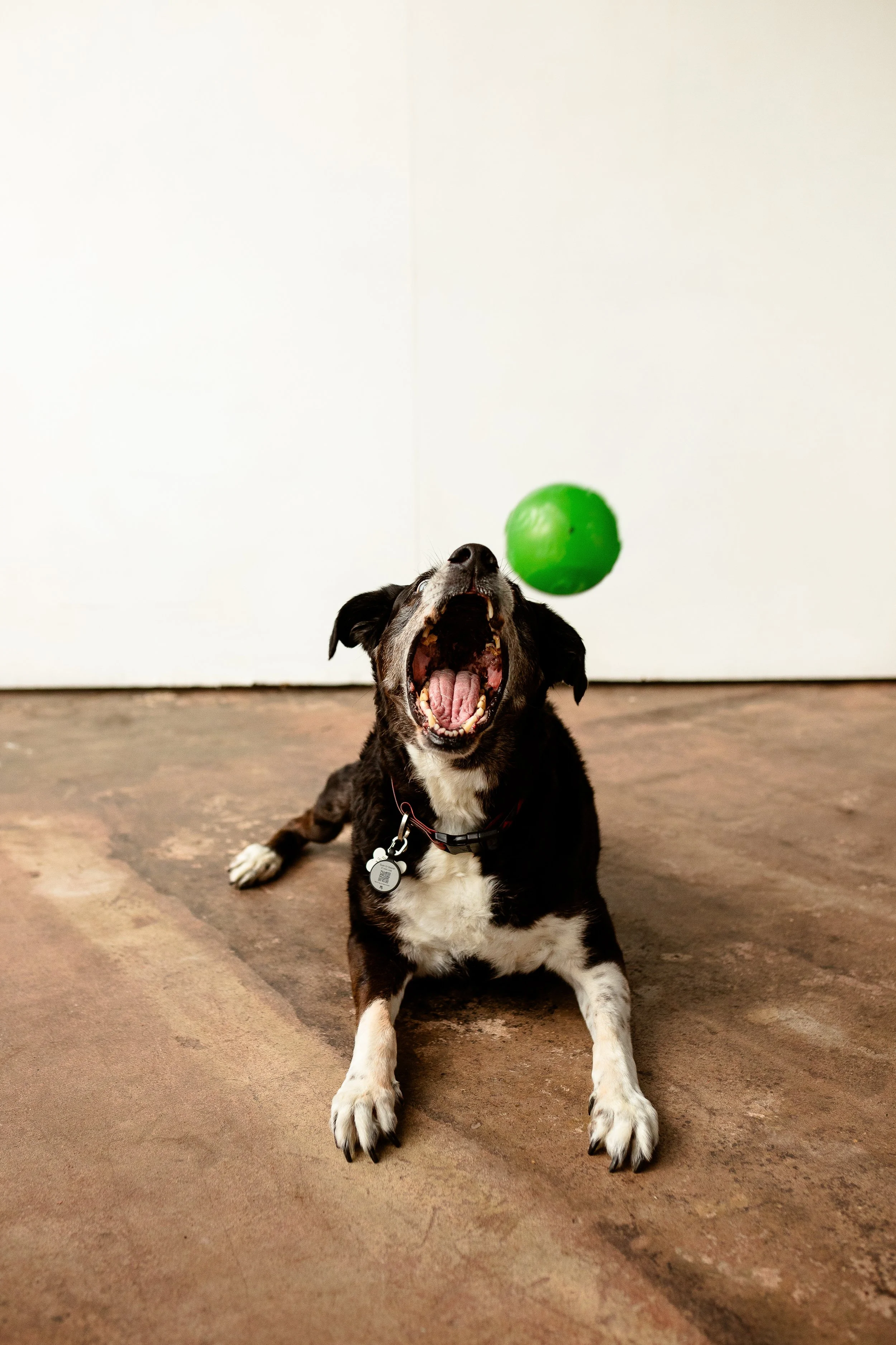 Studio-Dog-Photography-Houston.jpg